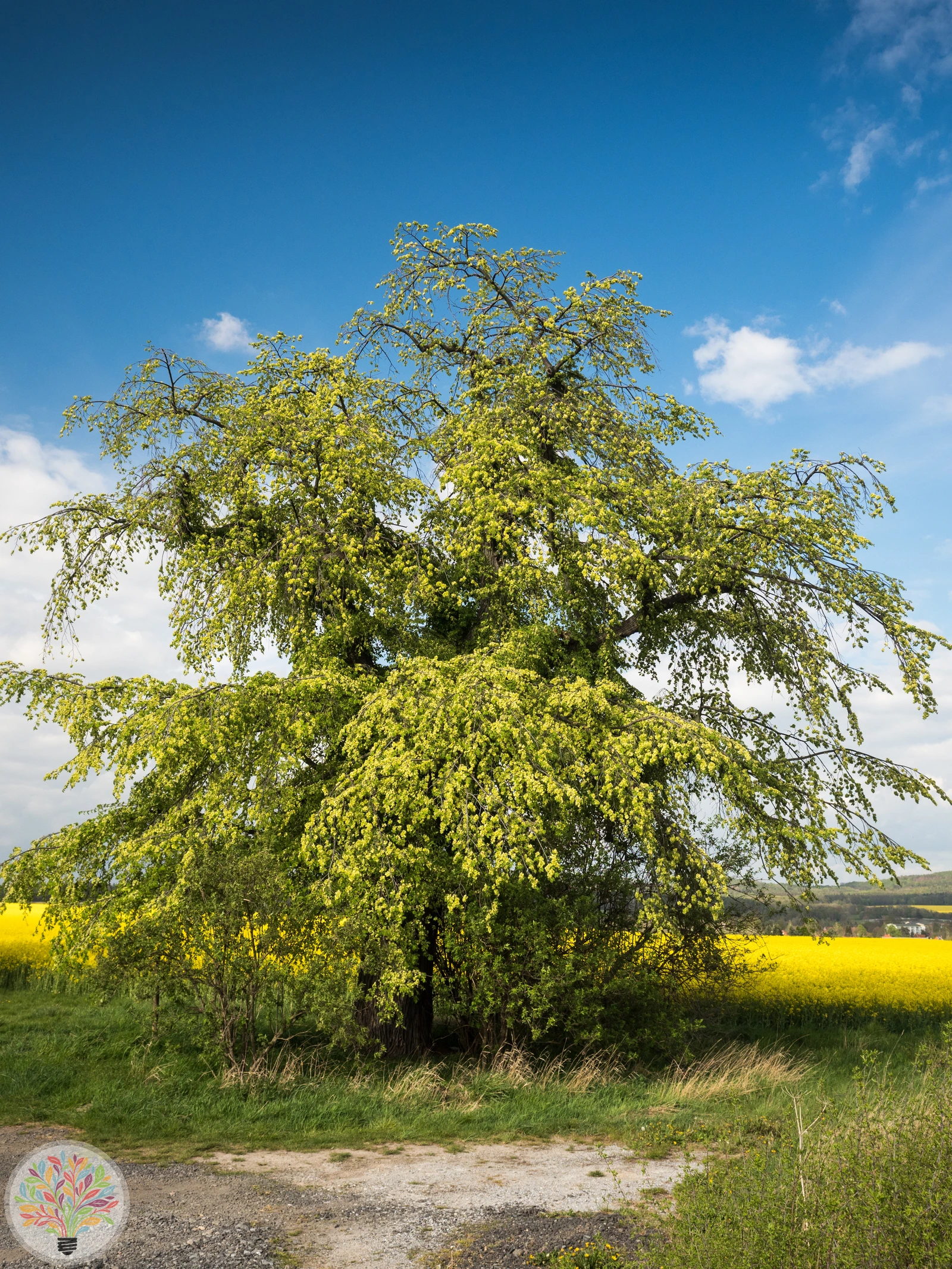 Ruwe iep – Afbeelding 2 van 5