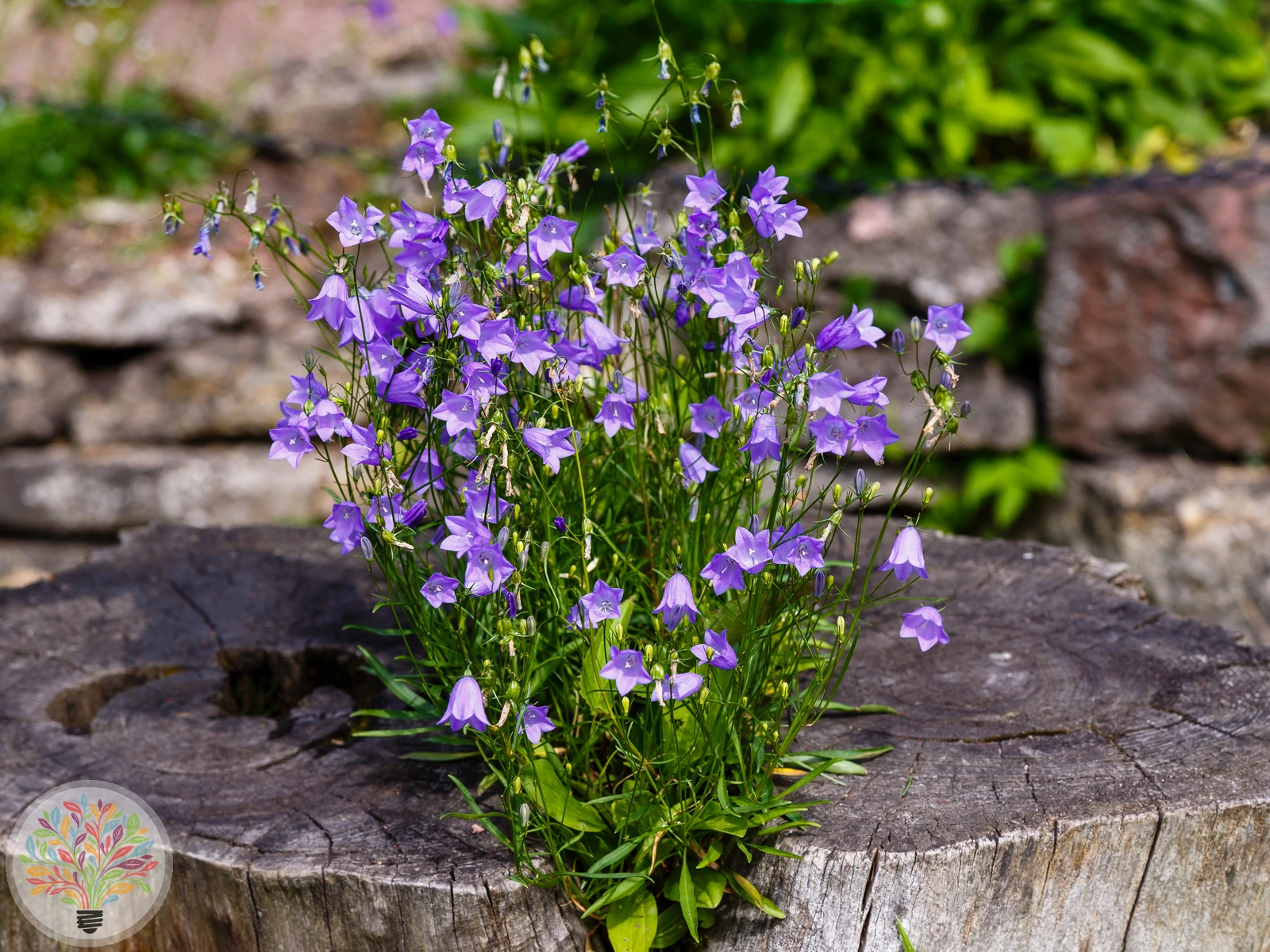 Rundblättrige Glockenblume – Bild