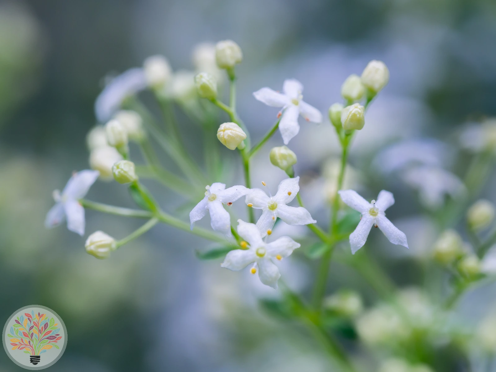 Harzer Labkraut – Bild 2 von 4