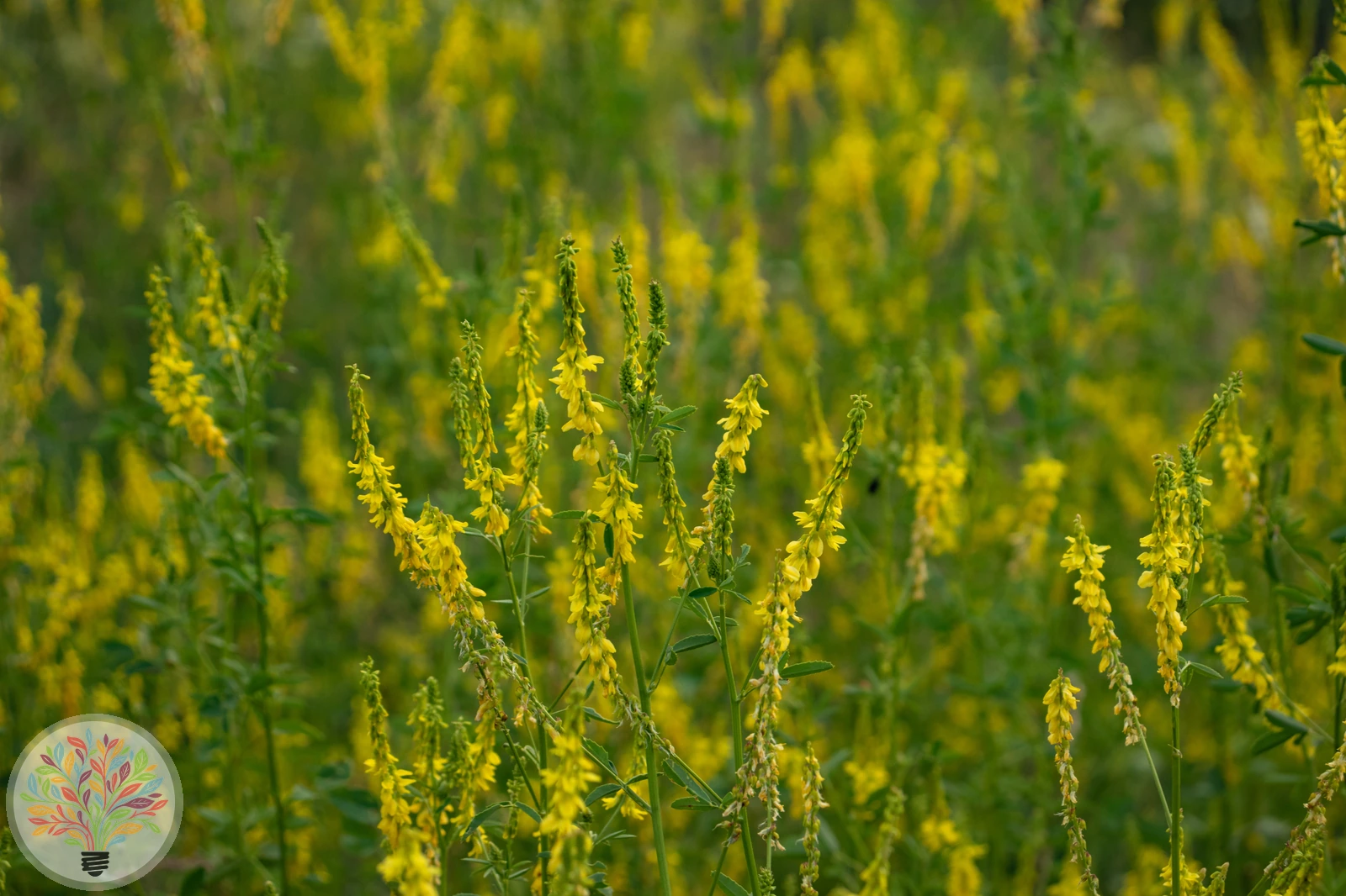 Echter Steinklee – Bild