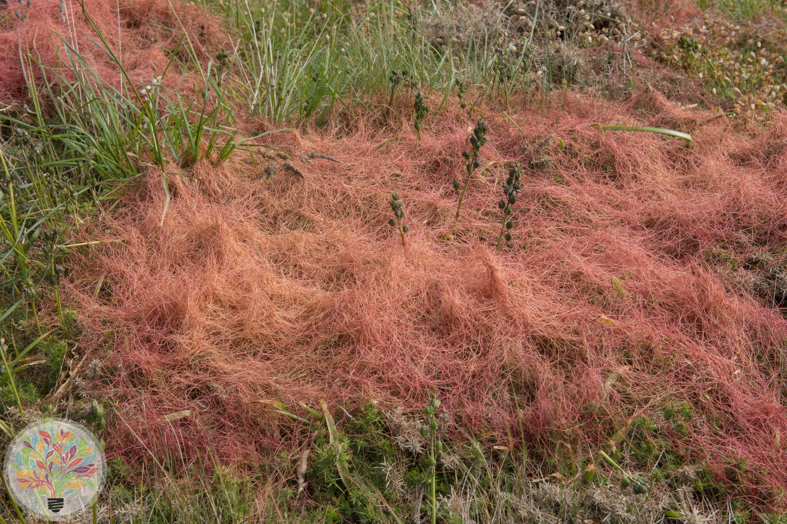 Cuscuta epithymum – Afbeelding 2 van 2