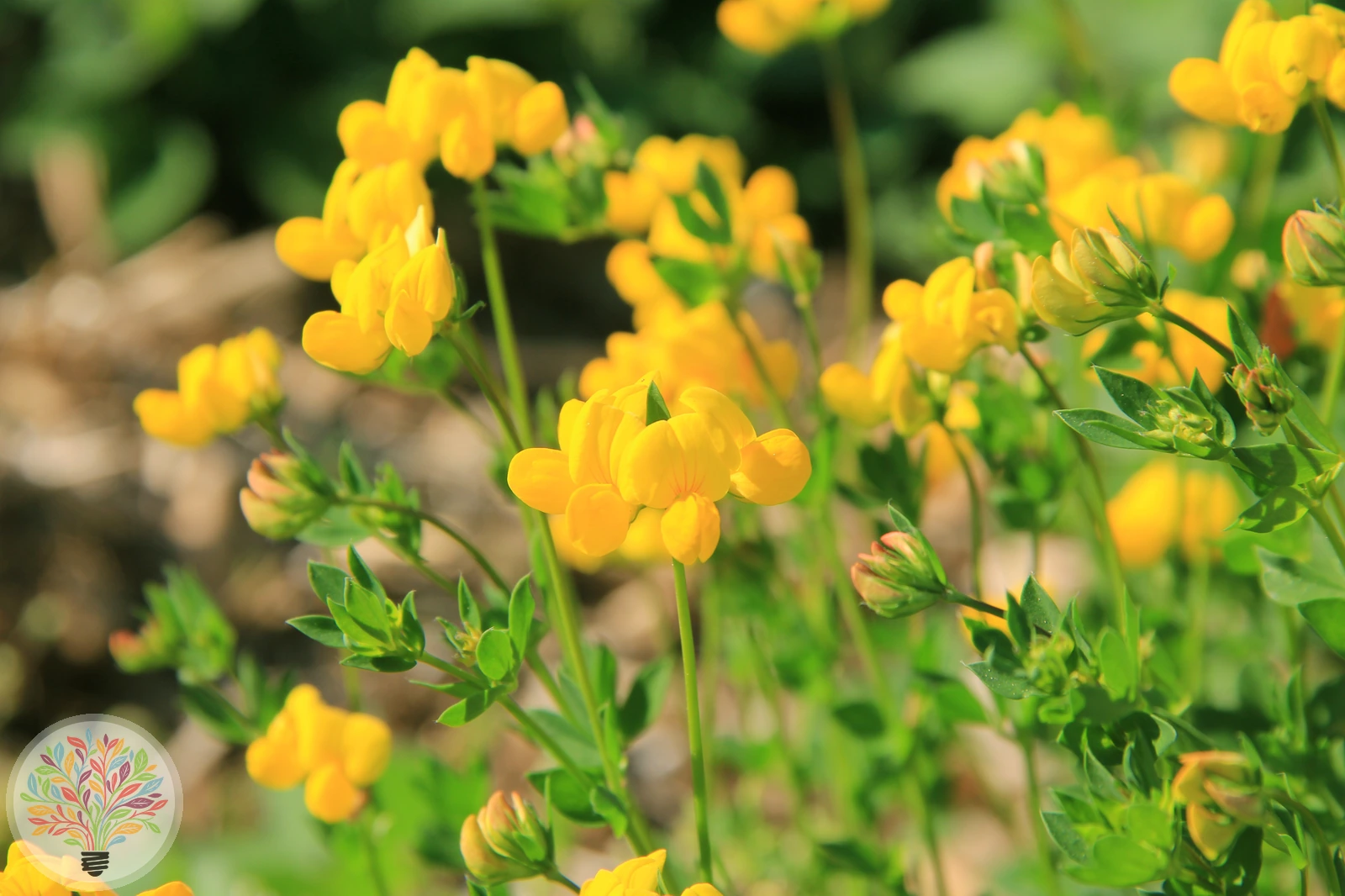 Gewöhnlicher Hornklee – Bild 2 von 3