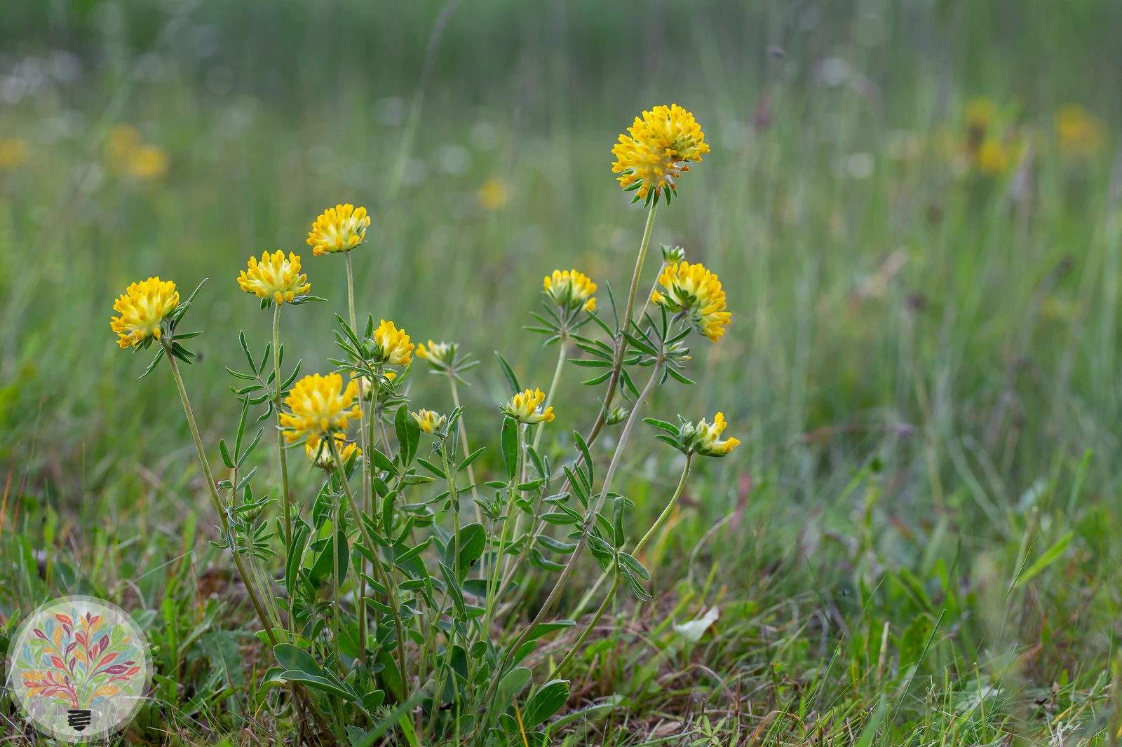 Alpen-Wundklee – Bild 2 von 3