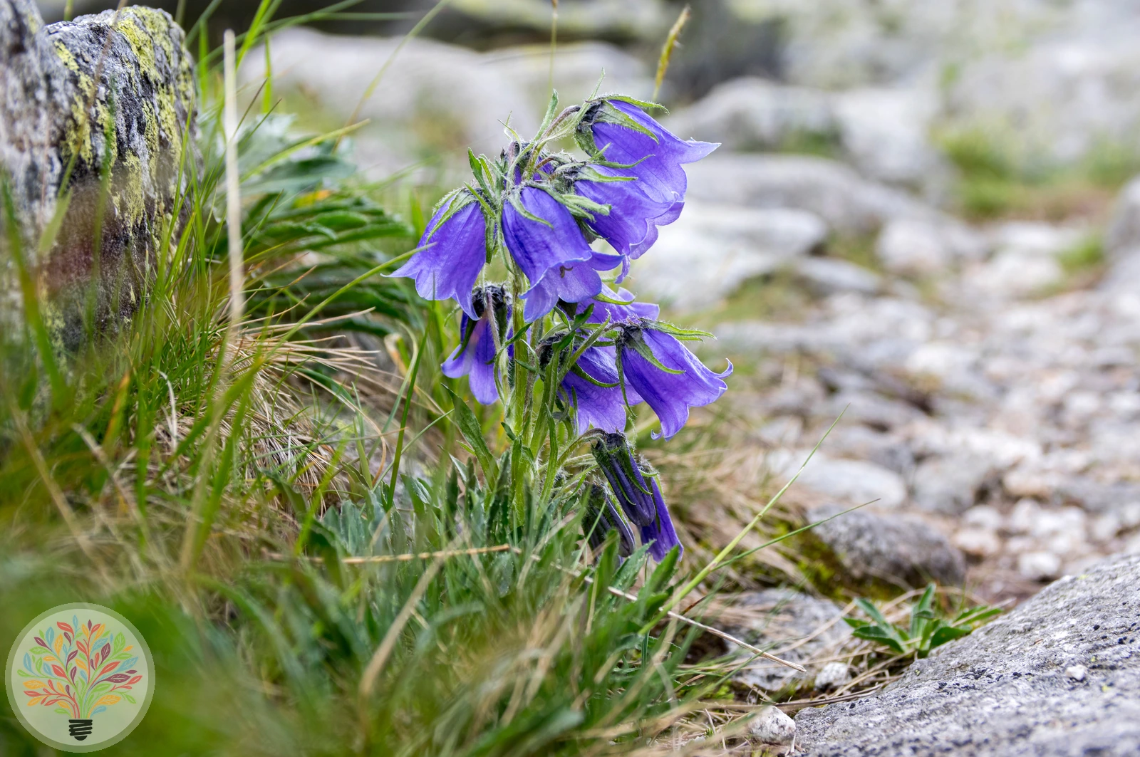 Alpen-Glockenblume – Bild 2 von 4