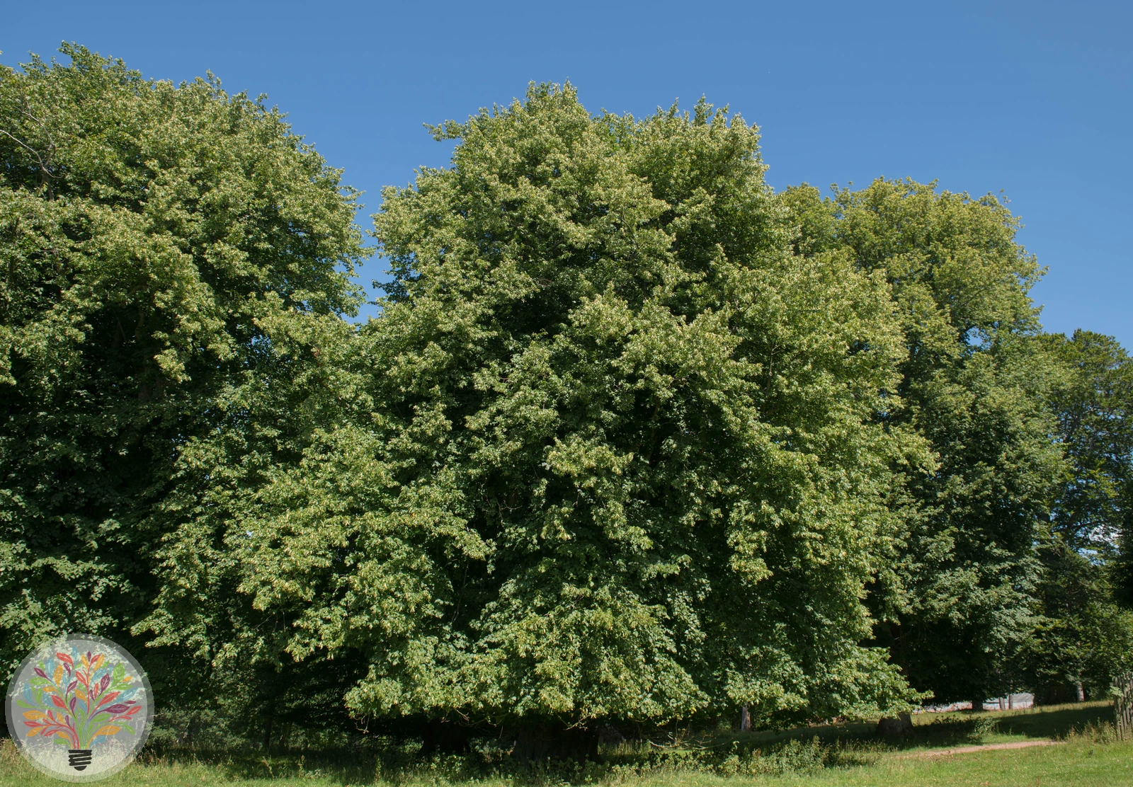 Holländische Linde – Bild 4 von 5