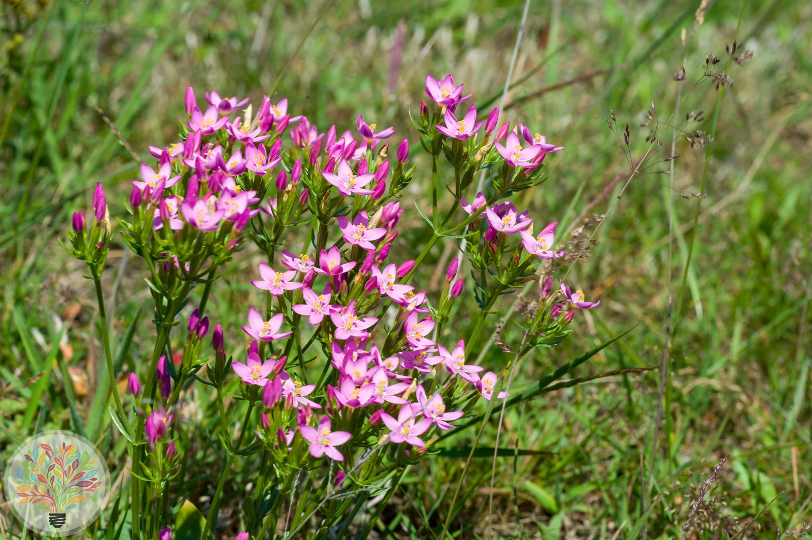 Echtes Tausendgüldenkraut – Bild