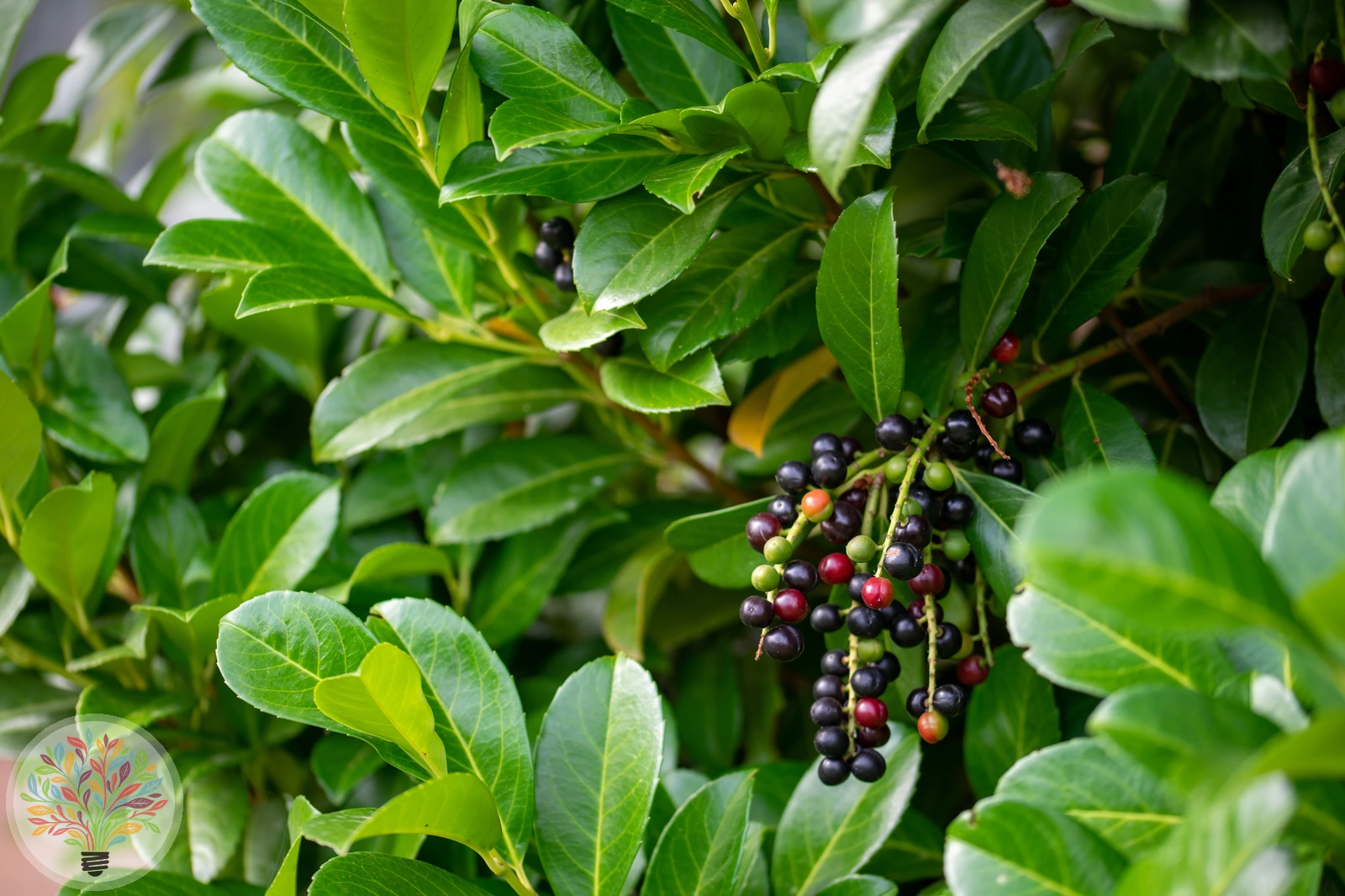 Prunus laurocerasus – Afbeelding 4 van 6