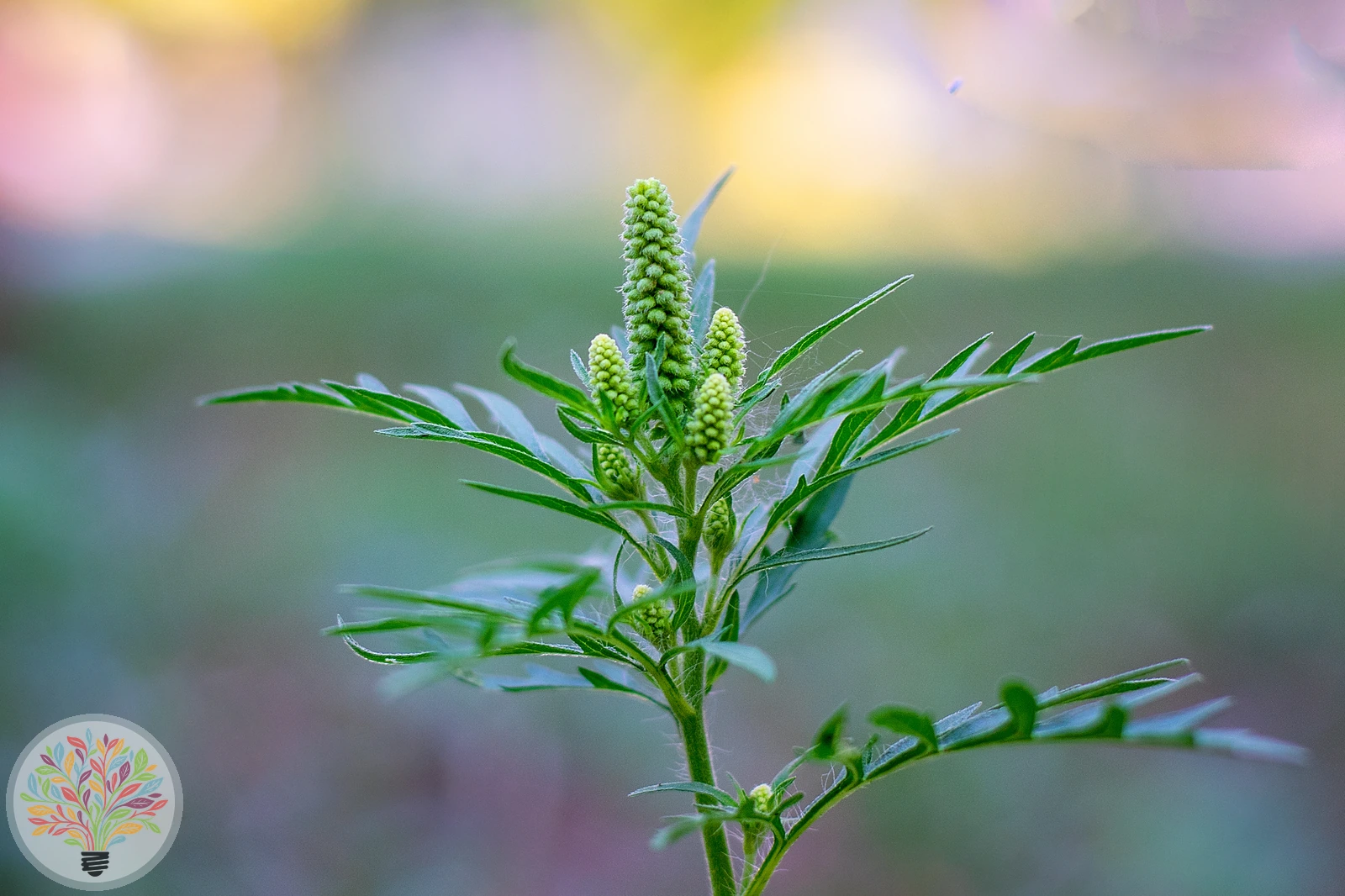 Ambrosia artemisiifolia – Afbeelding 1 van 4