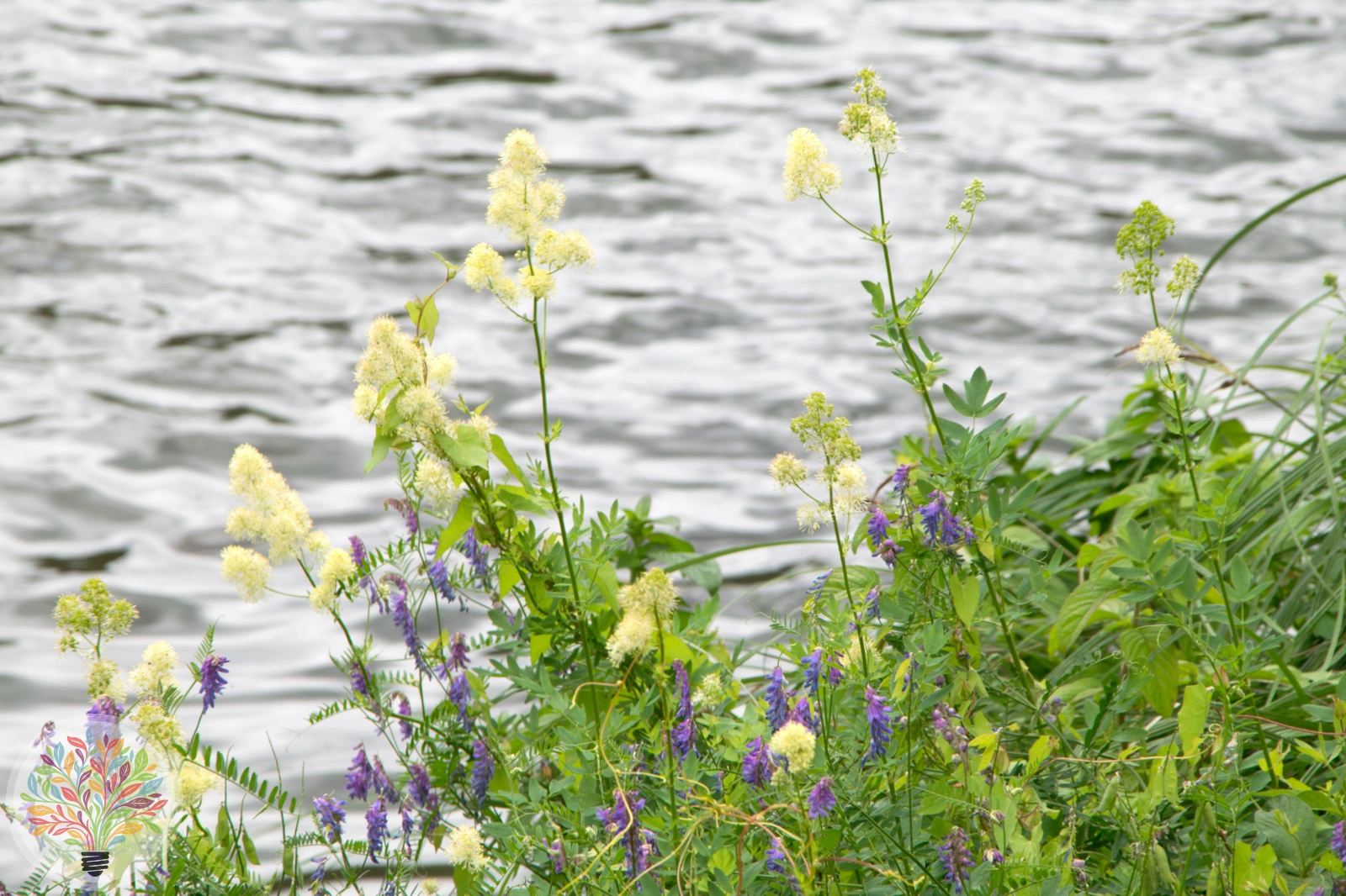 Gelbe Wiesenraute – Bild 2 von 2
