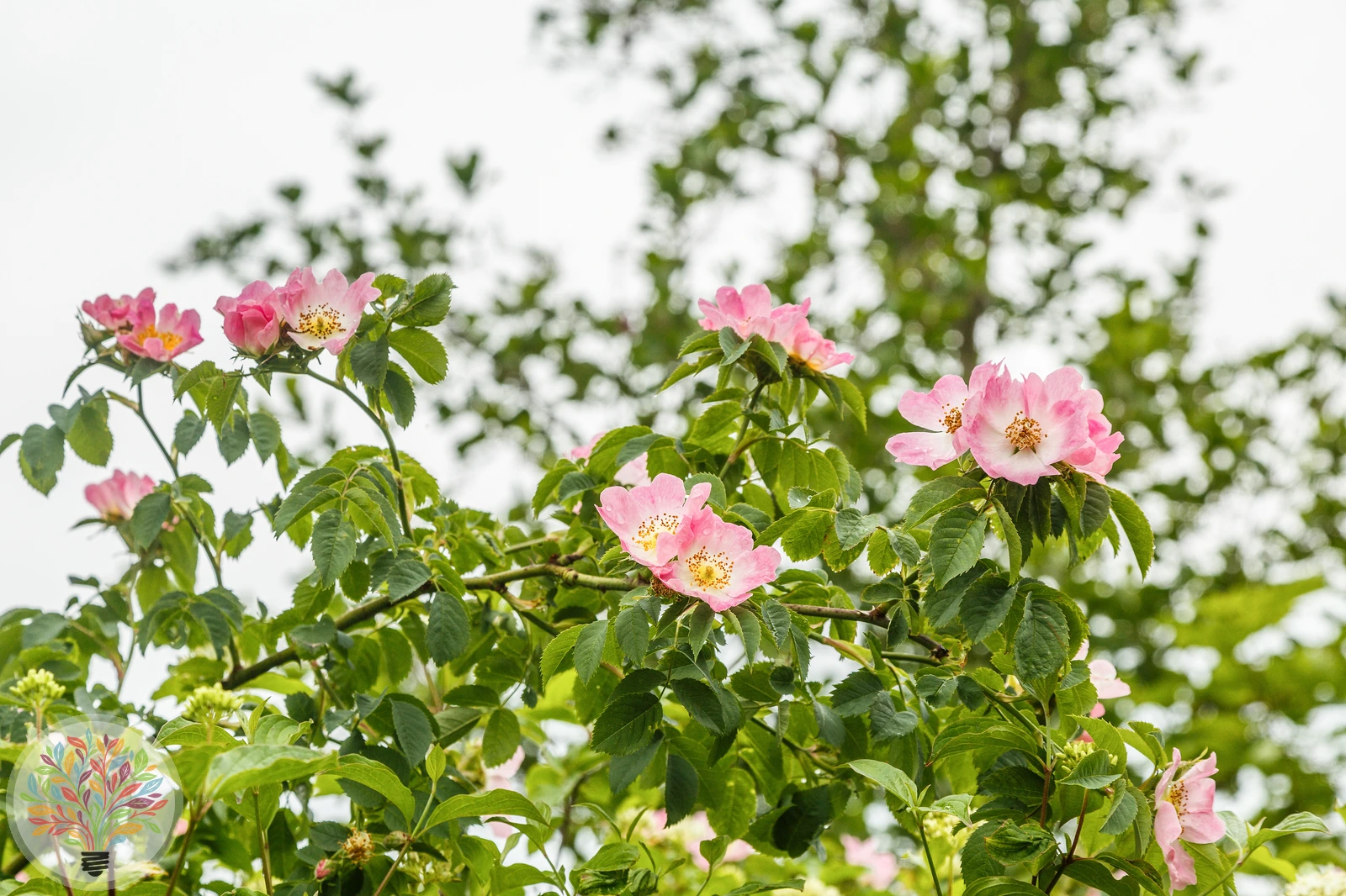 Wein-Rose – Bild 1 von 3