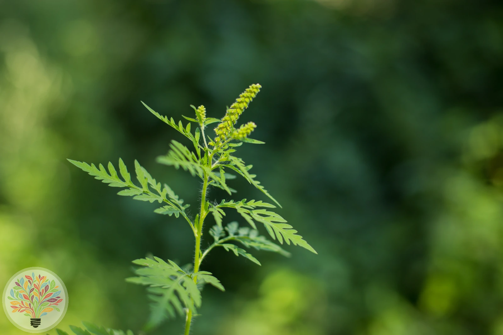 Ambrosia artemisiifolia – Afbeelding 2 van 4