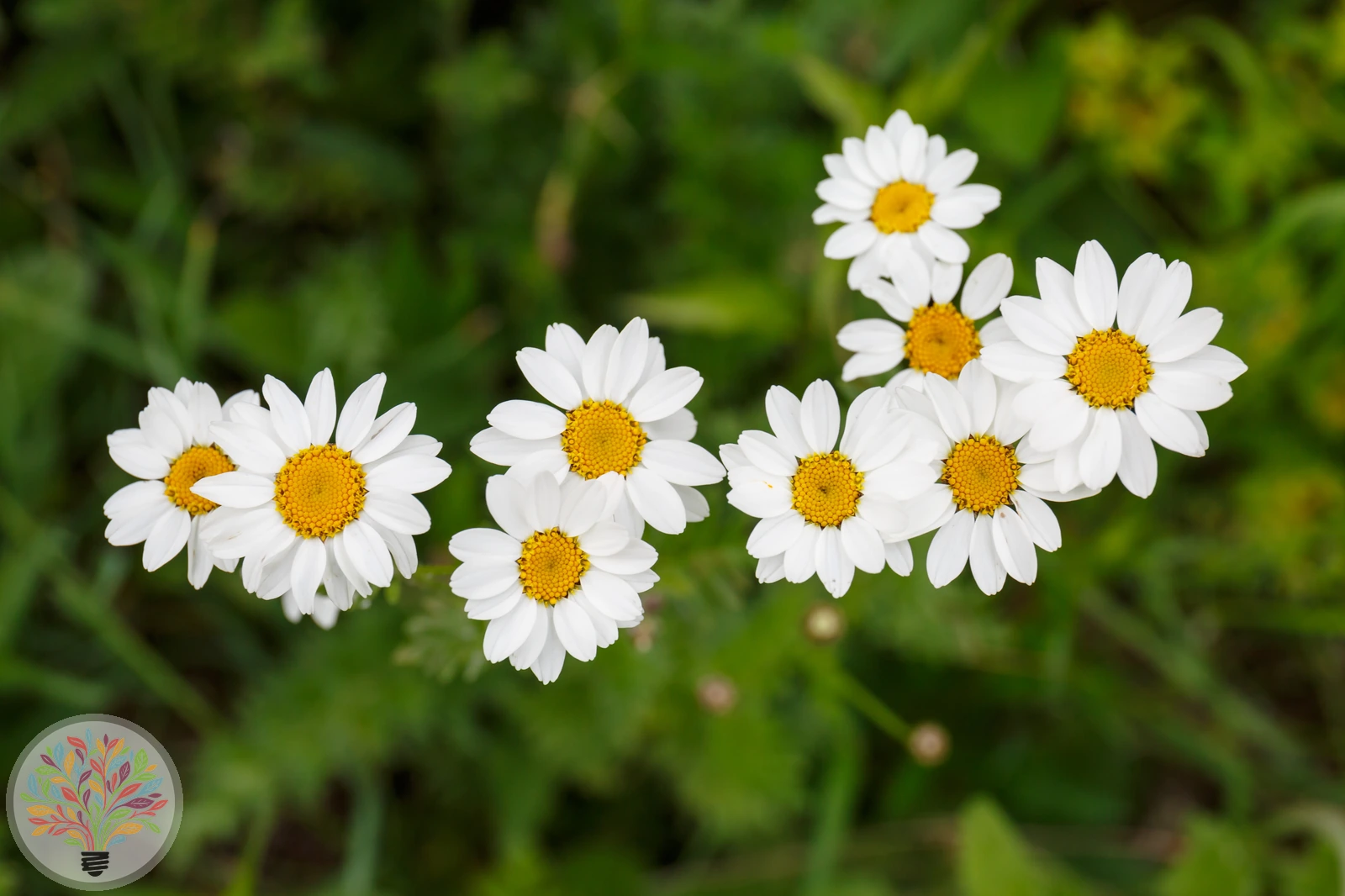 Acker-Hundskamille – Bild