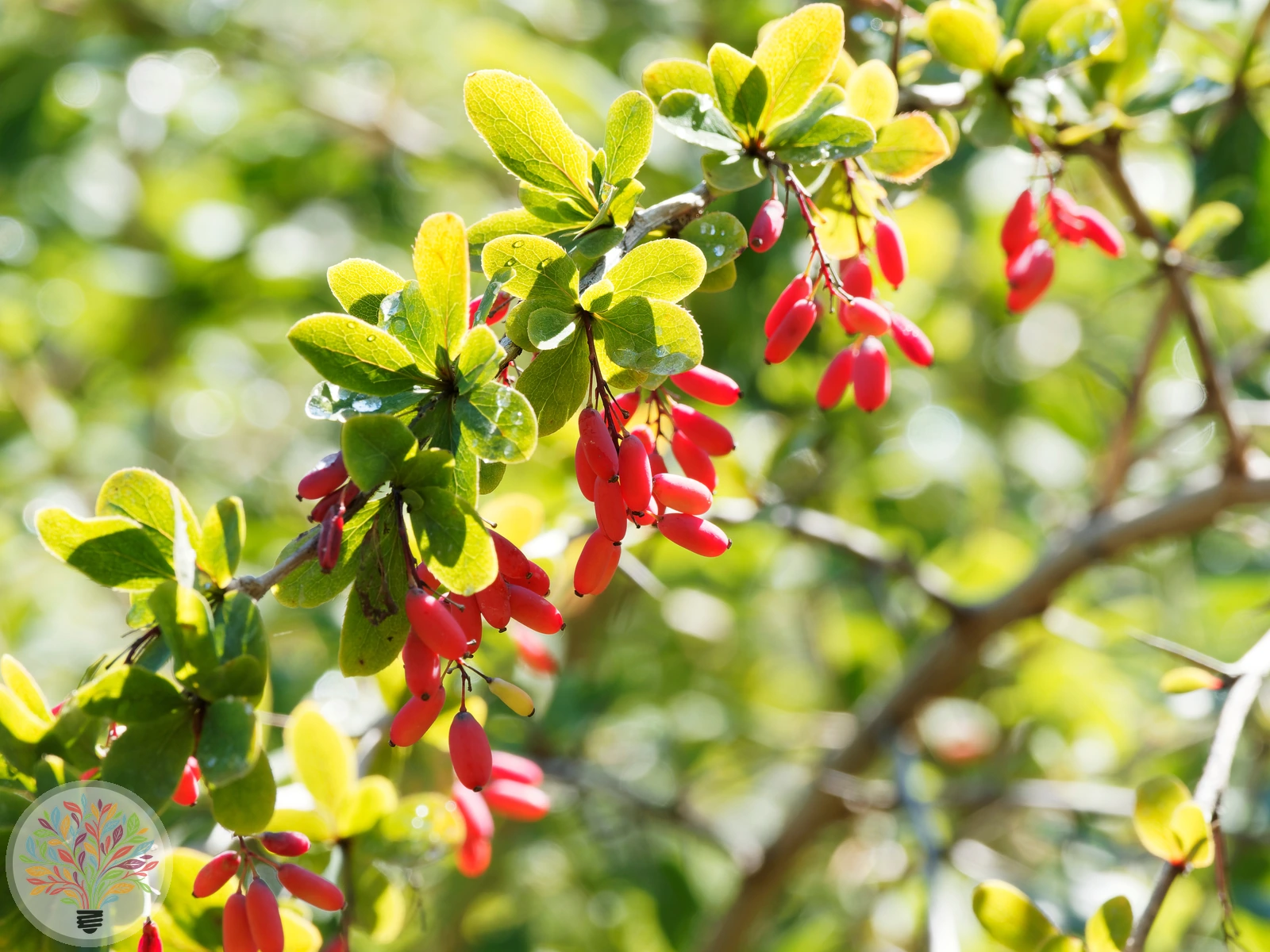 Gewöhnliche Berberitze – Bild 3 von 3