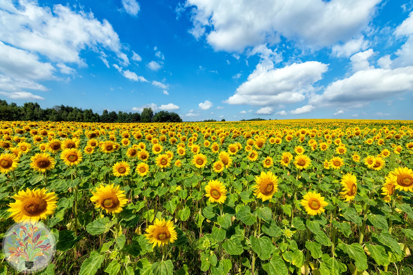 Helianthus annuus – Afbeelding 2 van 6