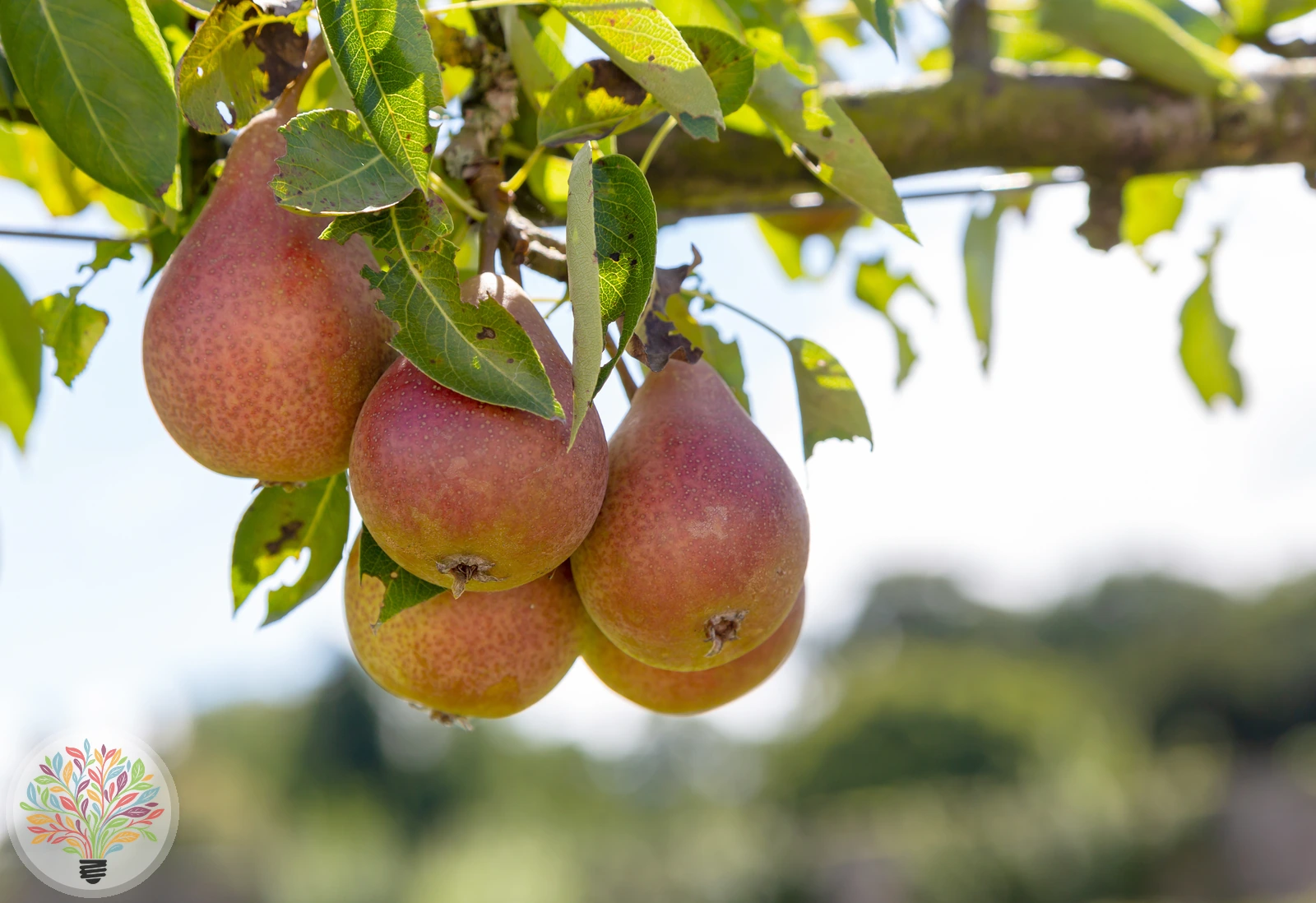 Pyrus communis – Afbeelding 15 van 18