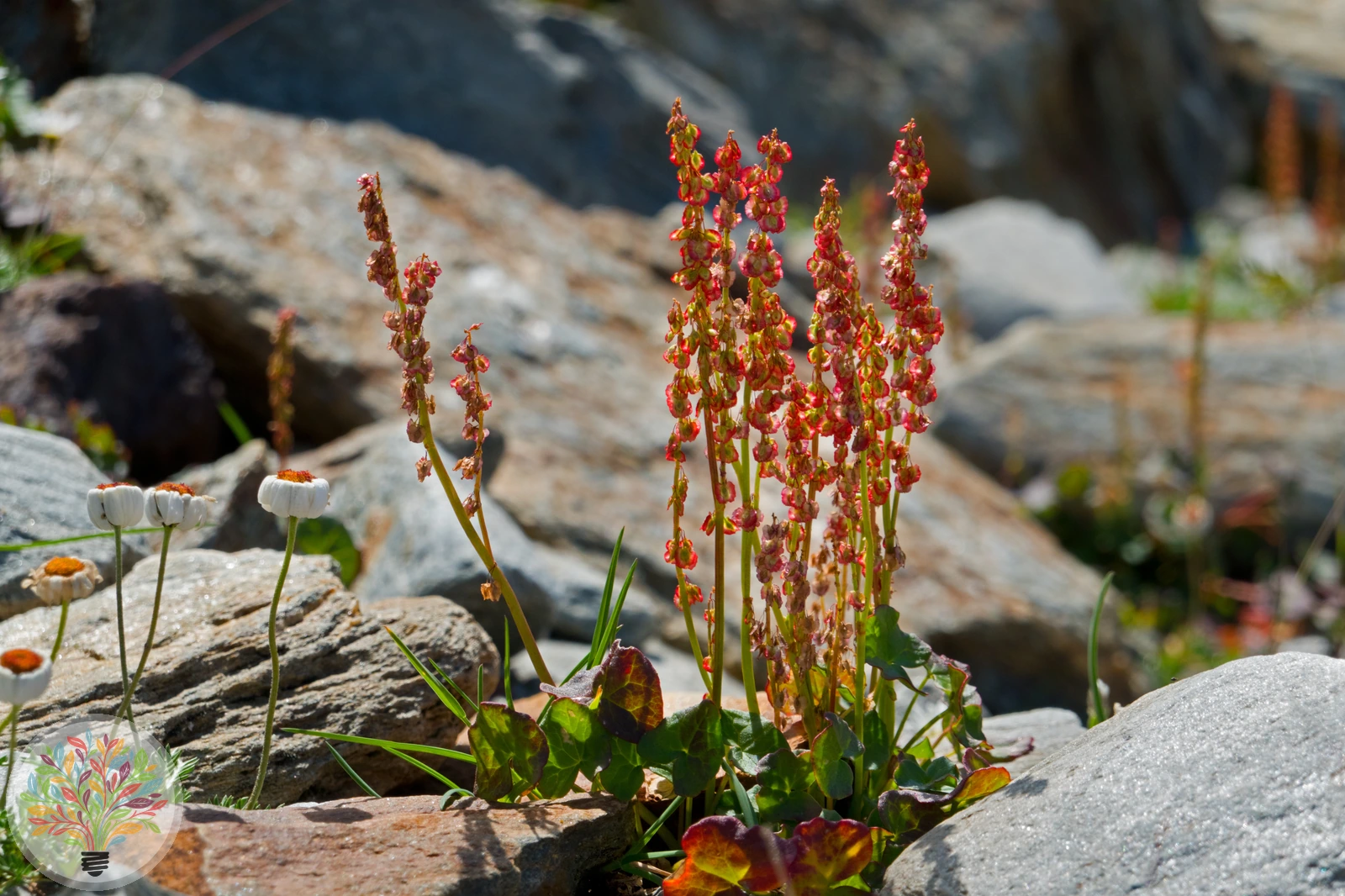 Alpen-Säuerling – Bild 2 von 2
