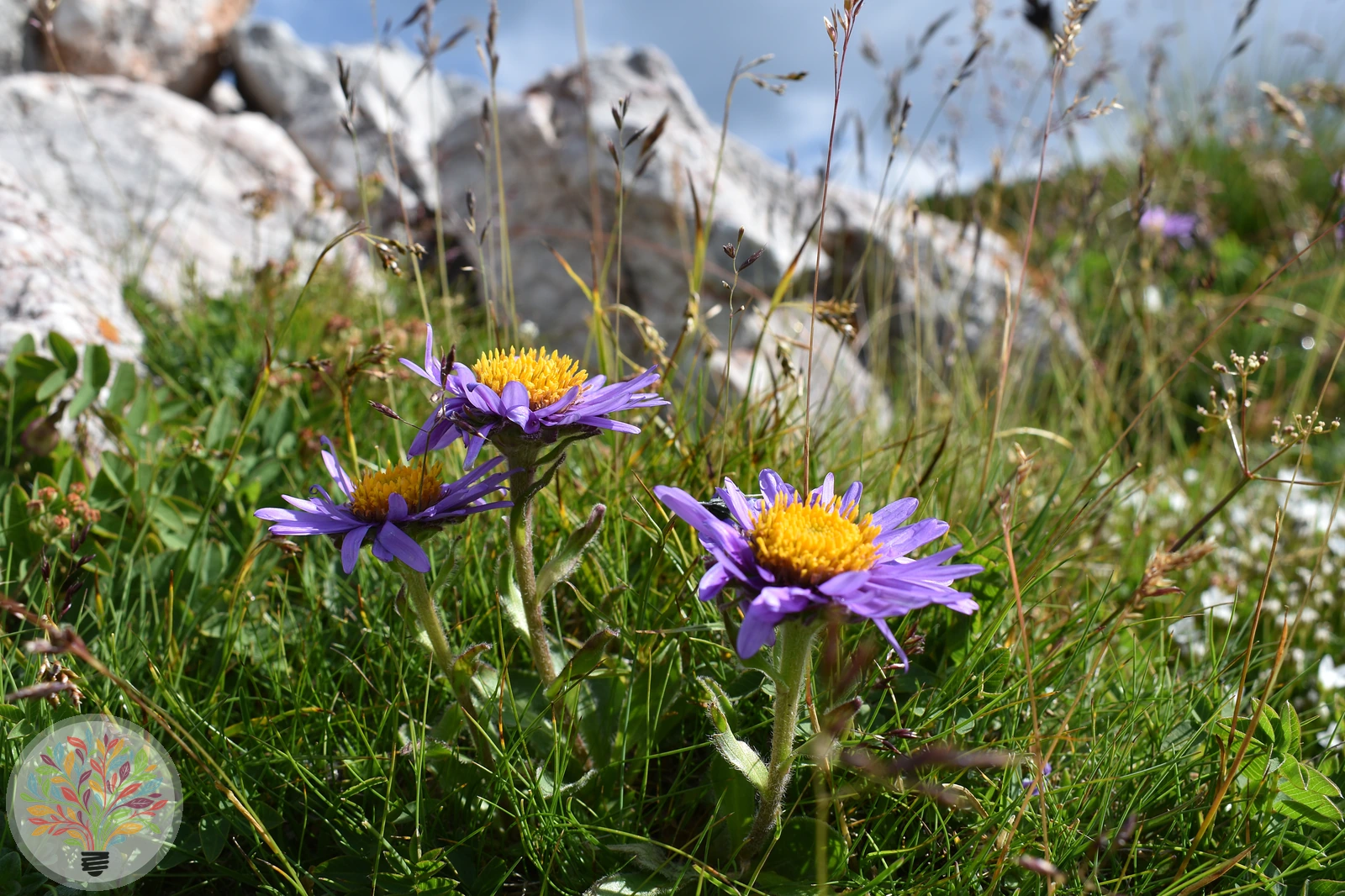 Aster alpinus – Image 3 sur 3