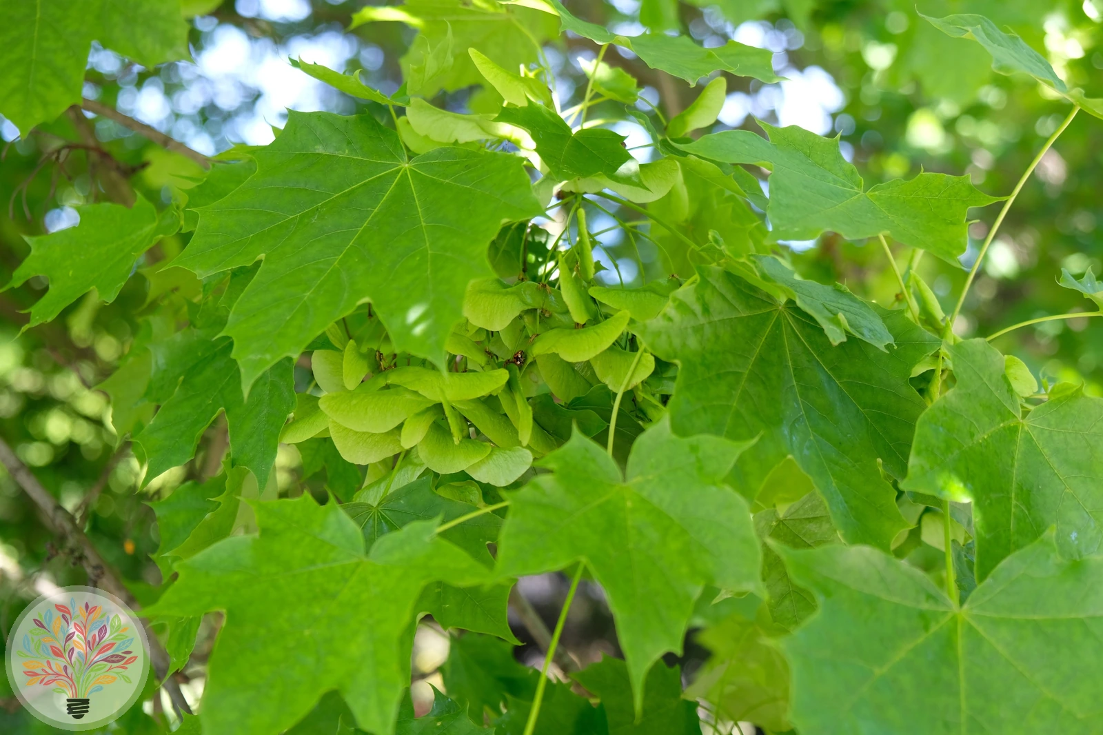 Spitz-Ahorn – Bild 2 von 2