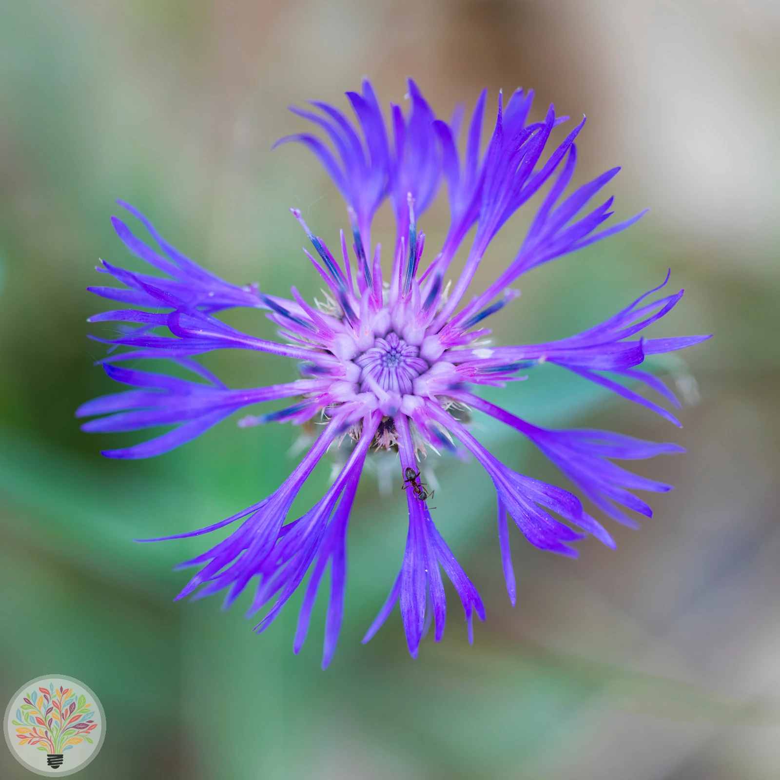 Filzige Flockenblume – Bild 2 von 2