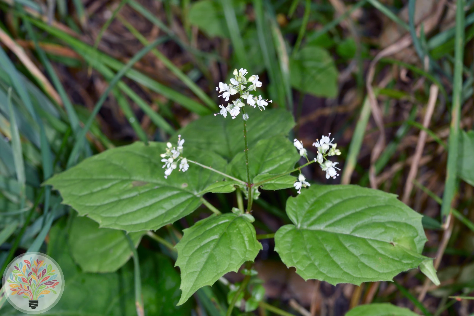 Alpenheksenkruid – Afbeelding 2 van 2