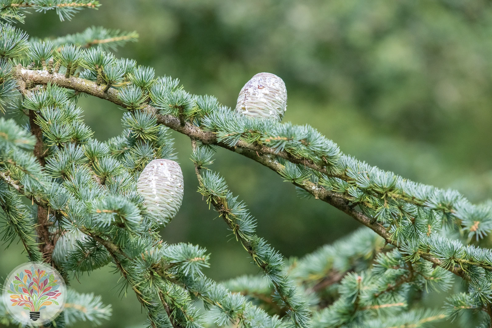 Cedrus atlantica – Afbeelding 3 van 4