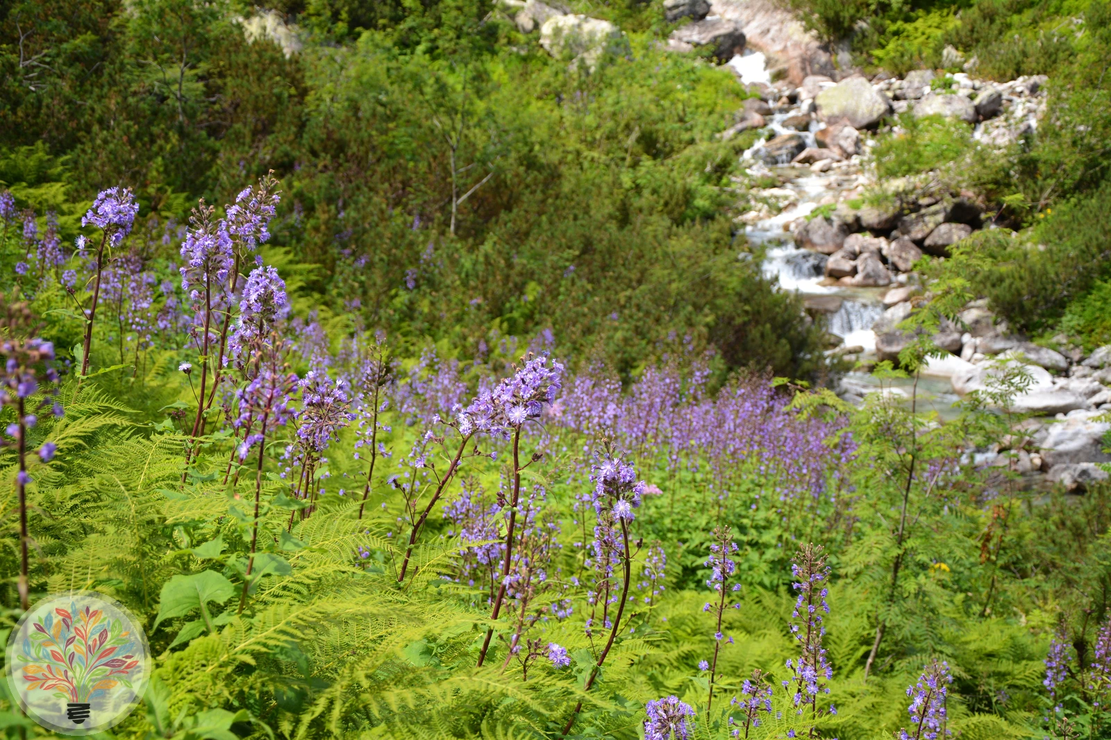 Alpen-Milchlattich – Bild 2 von 2