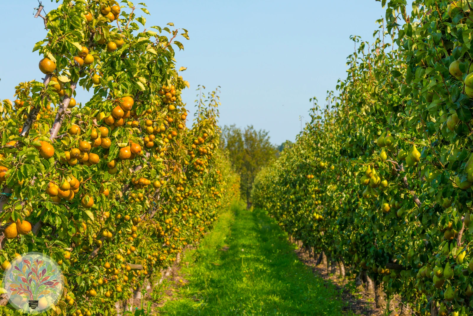 Pyrus communis – Afbeelding 5 van 18