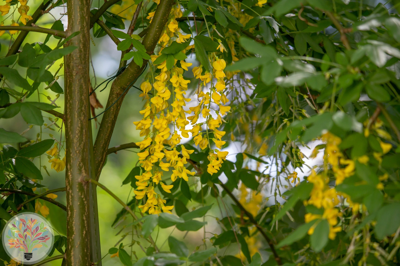 Laburnum alpinum – Afbeelding 2 van 4