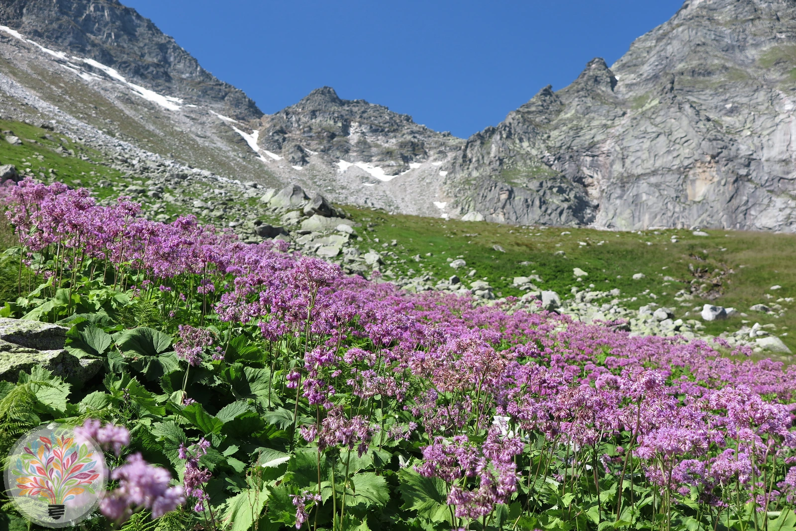 Alpendost-Bastard – Bild 2 von 4