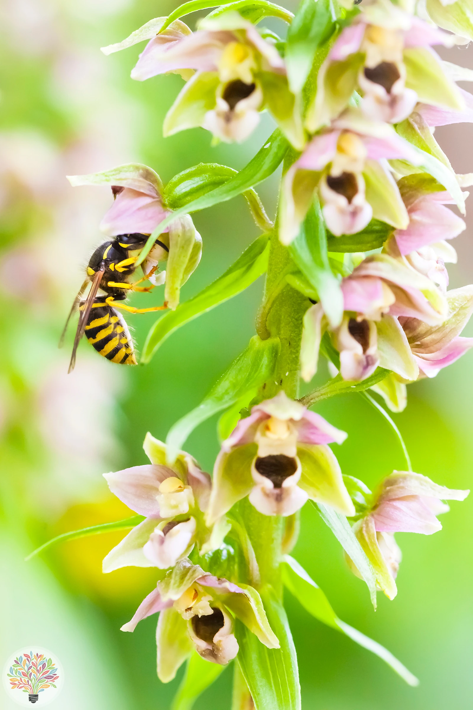 Epipactis helleborine – Attēls 3 no 6