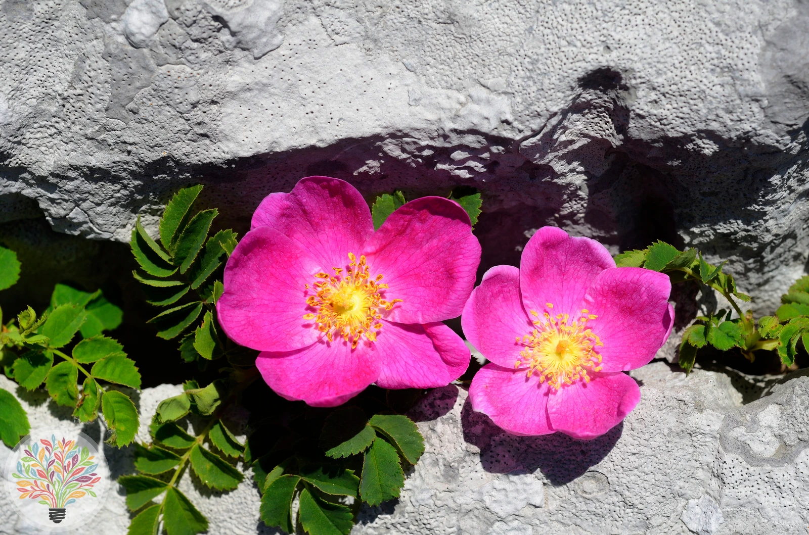 Alpen-Rose – Bild 2 von 2
