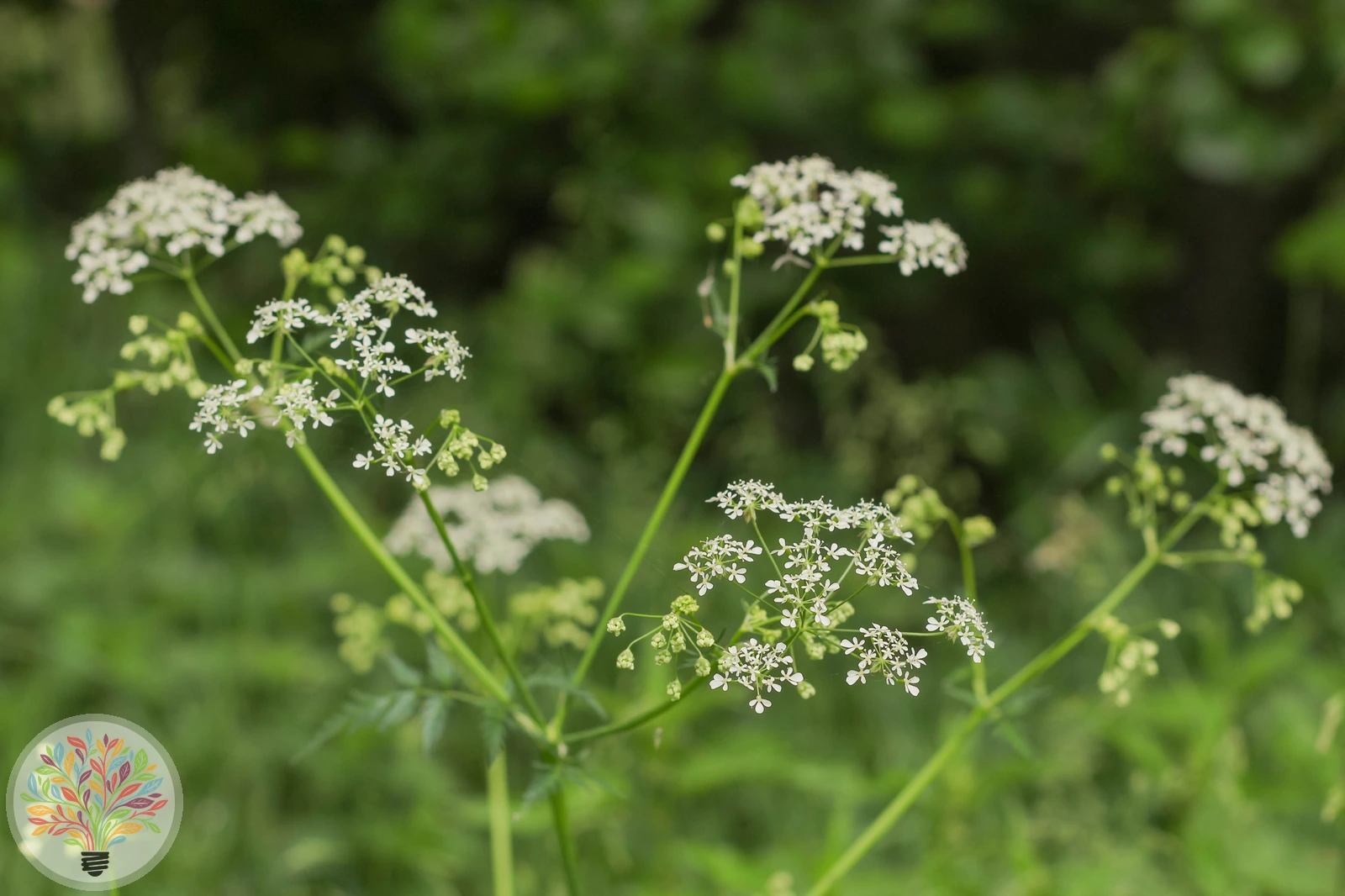 Aromatischer Kälberkropf – Bild 2 von 3