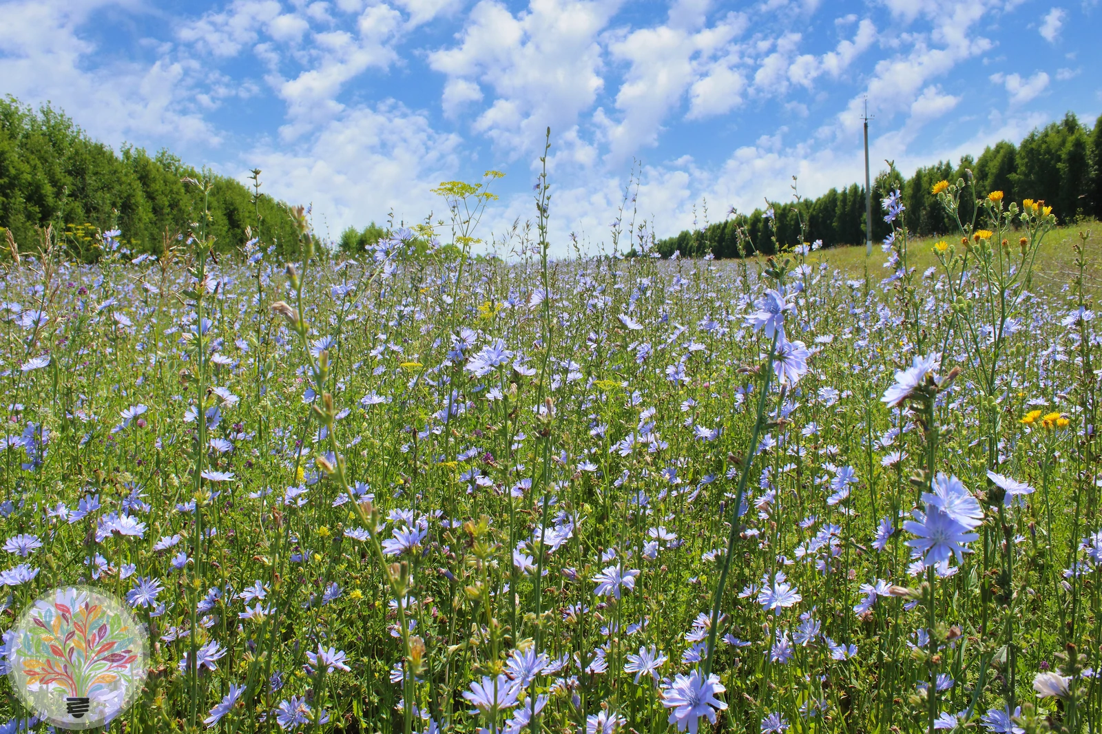 Gewöhnliche Wegwarte – Bild 2 von 3