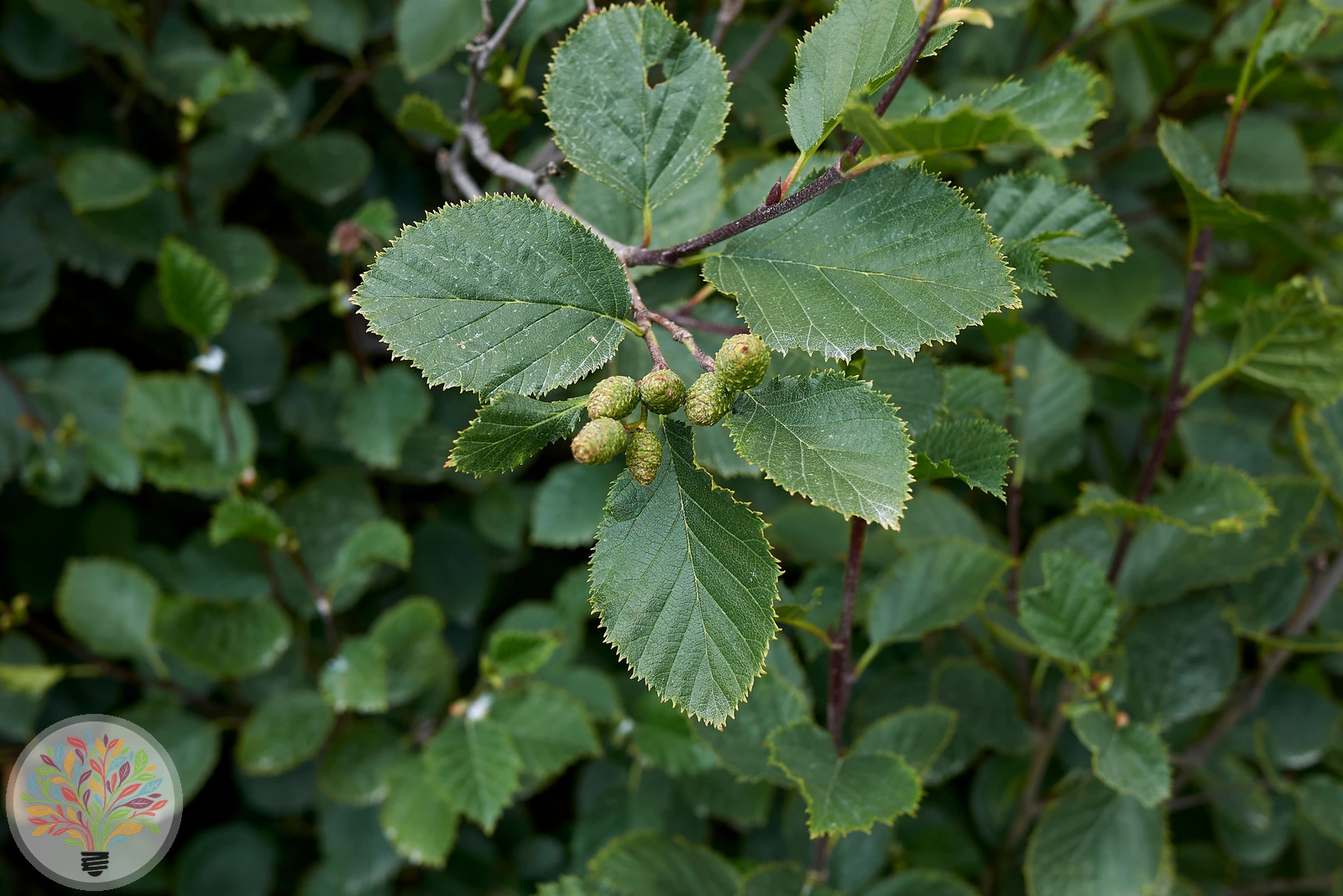 Alnus incana – Afbeelding 2 van 8