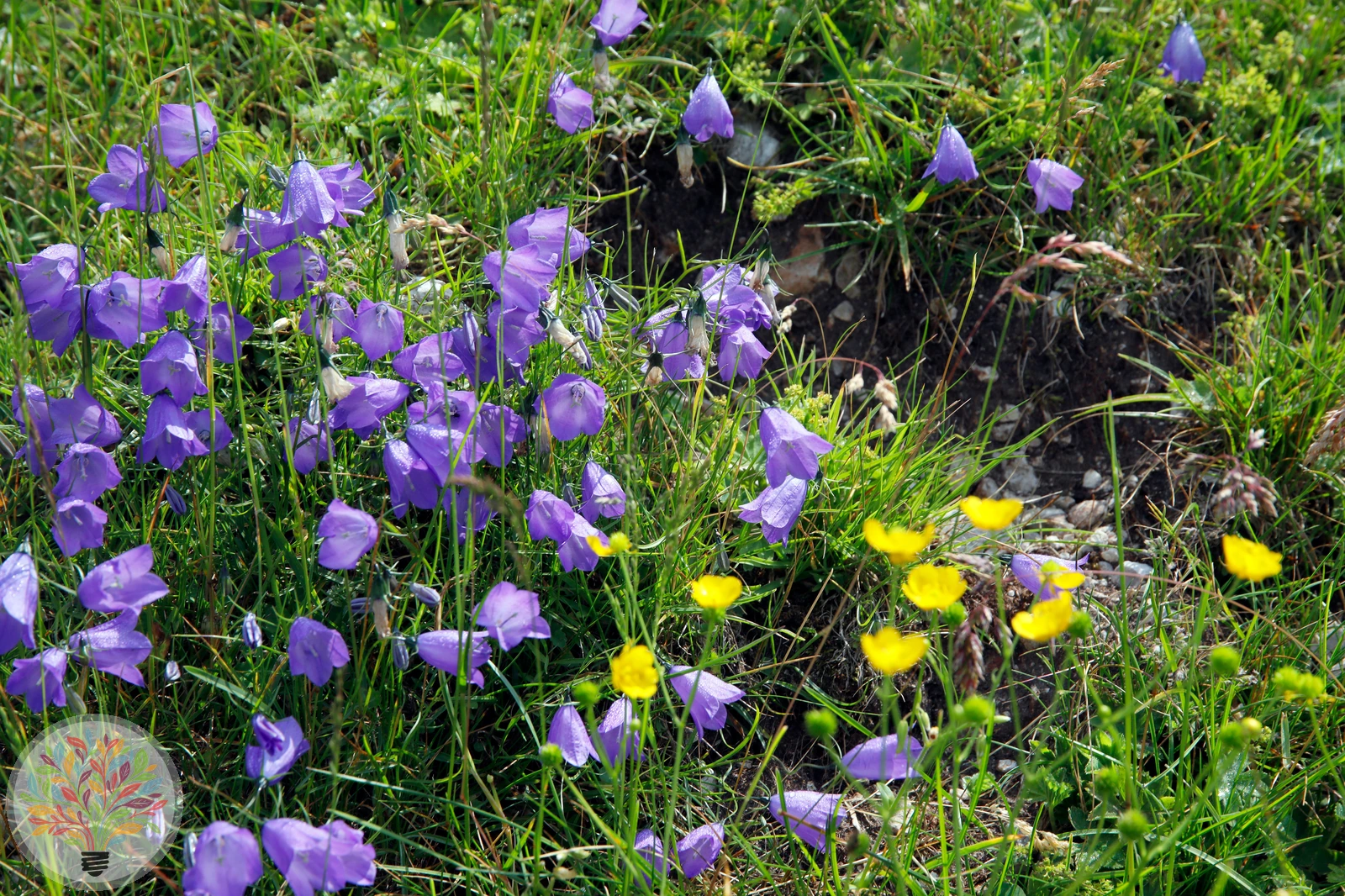 Alpen-Glockenblume – Bild 3 von 4