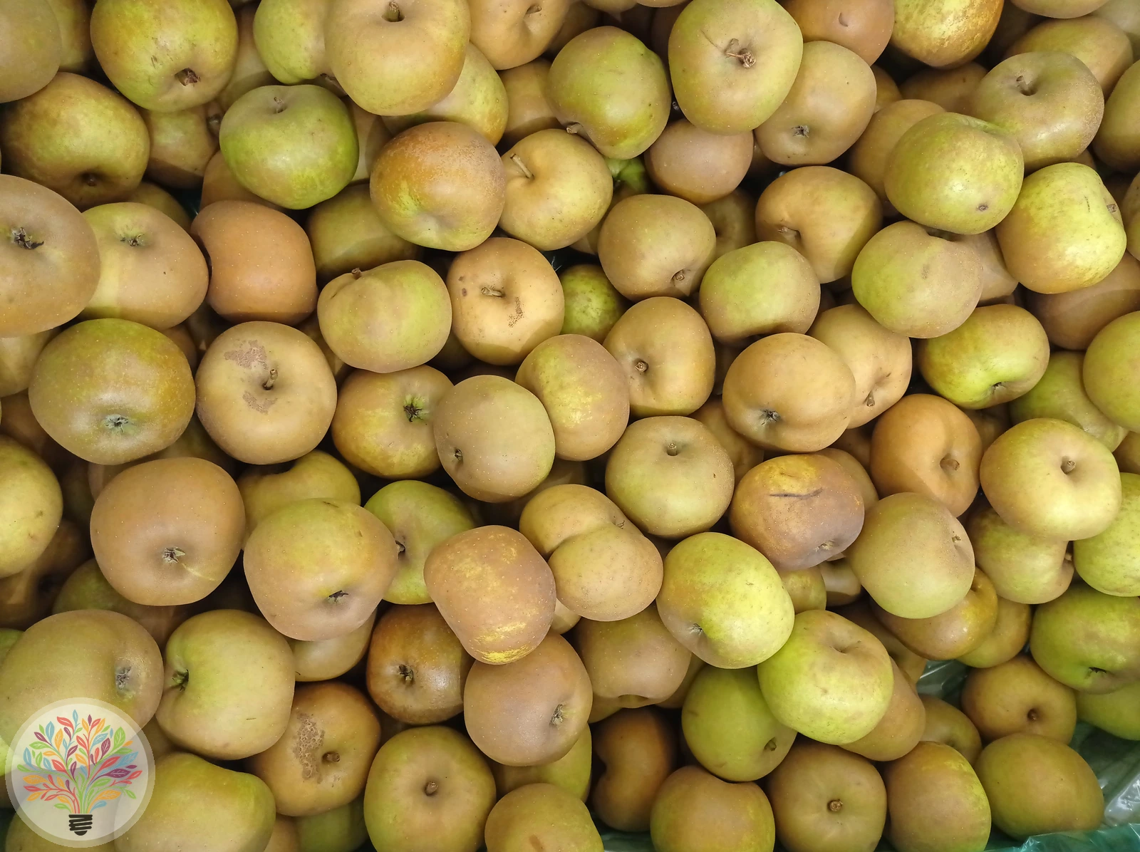 Malus domestica – Afbeelding 14 van 22