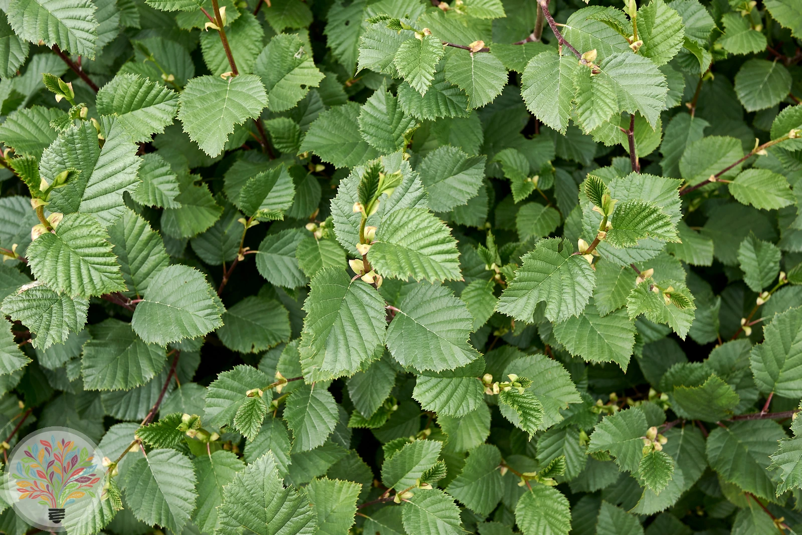 Alnus incana – Afbeelding 4 van 8
