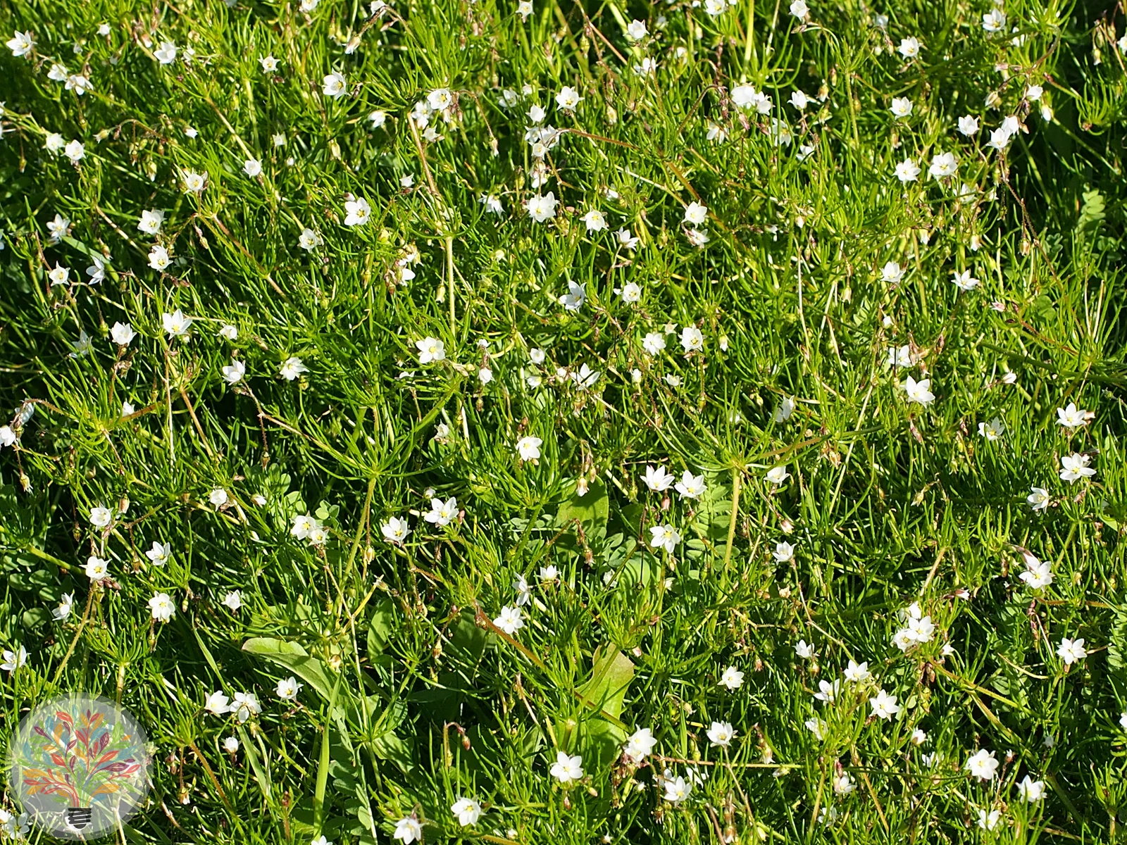 Acker-Spergel – Bild 3 von 3