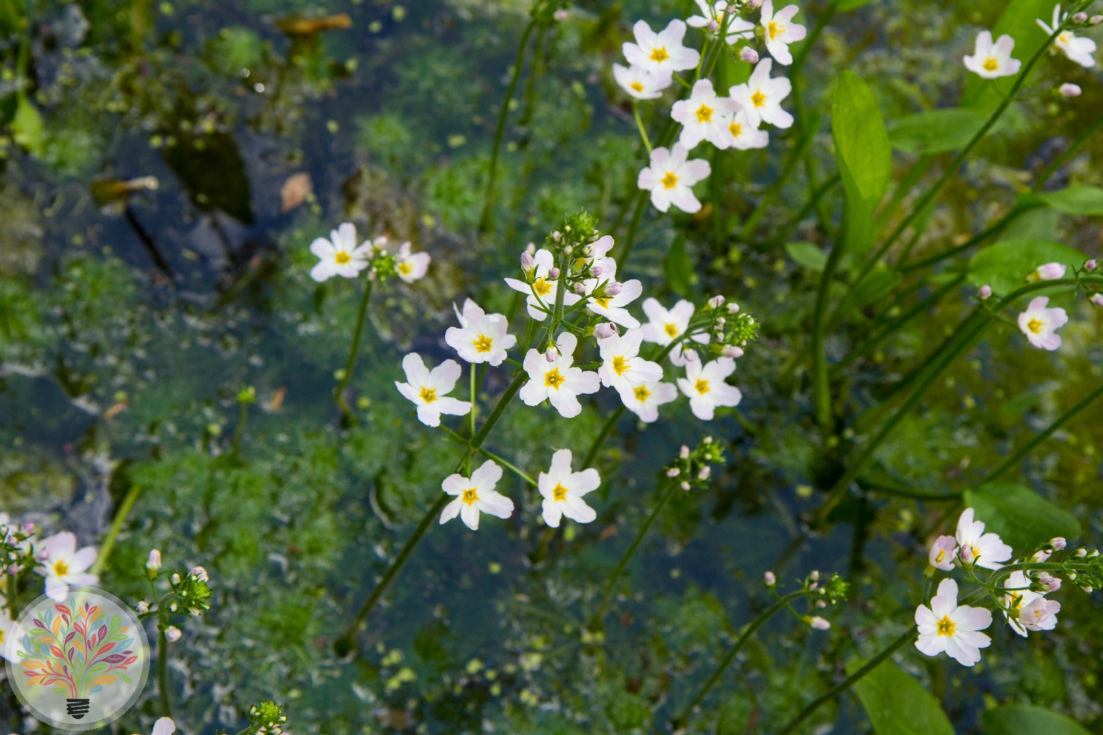Gewöhnlicher Froschlöffel – Bild 2 von 4