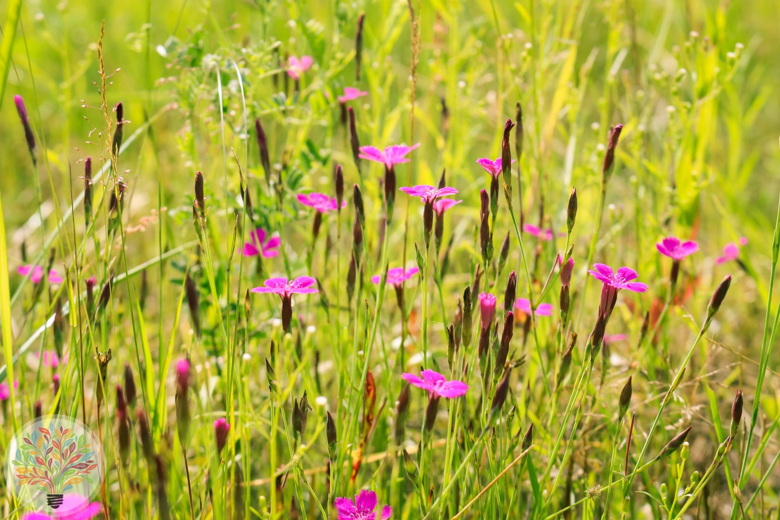 Heide-Nelke – Bild 2 von 2