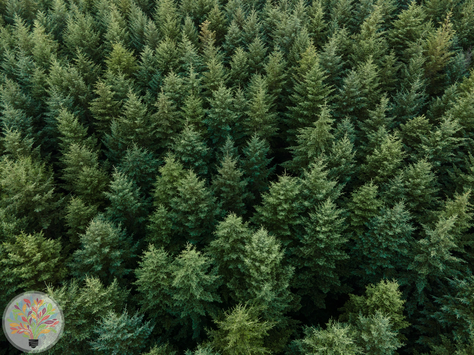 Pseudotsuga menziesii – Afbeelding 7 van 7