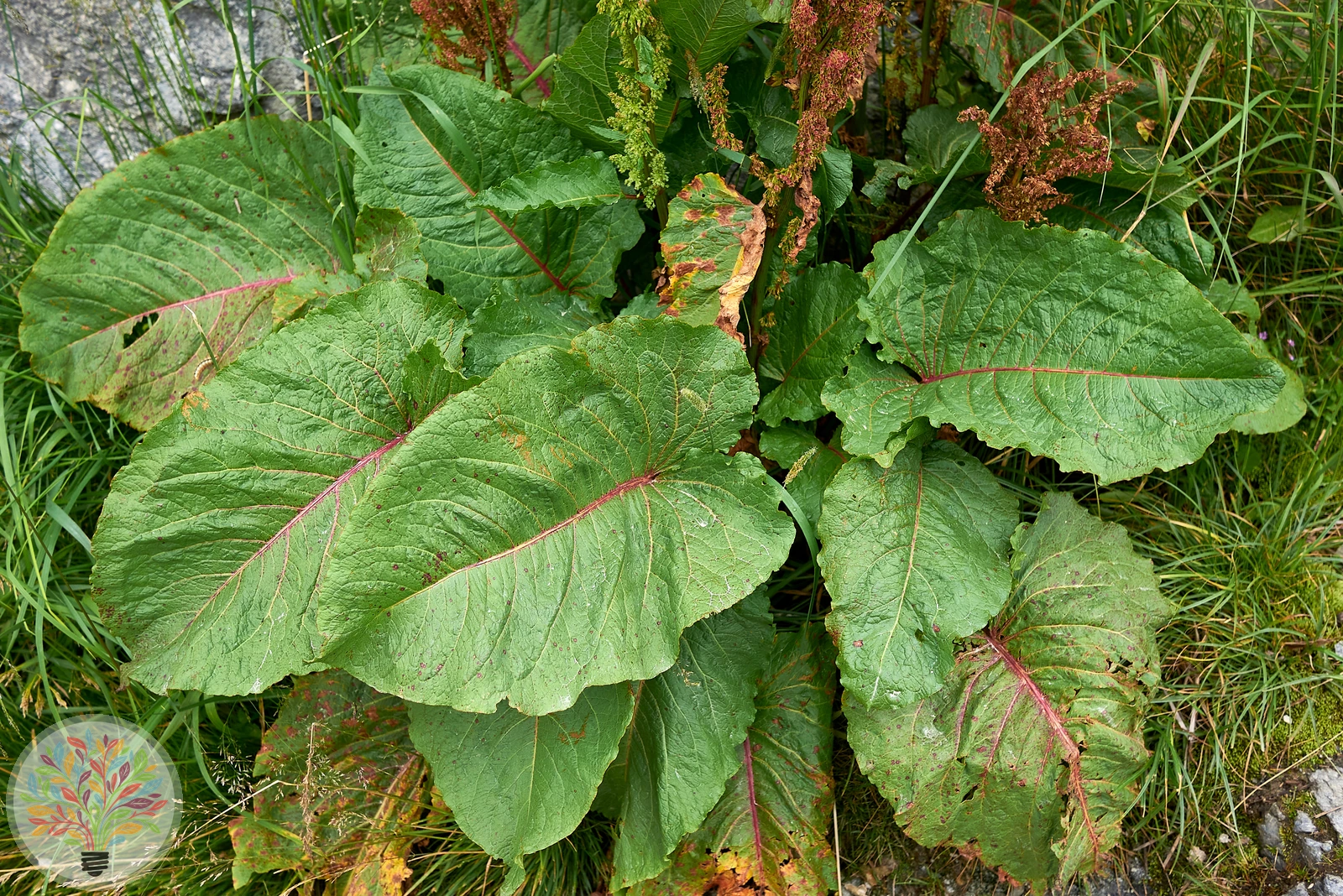 Rumex alpinus – Afbeelding 2 van 2