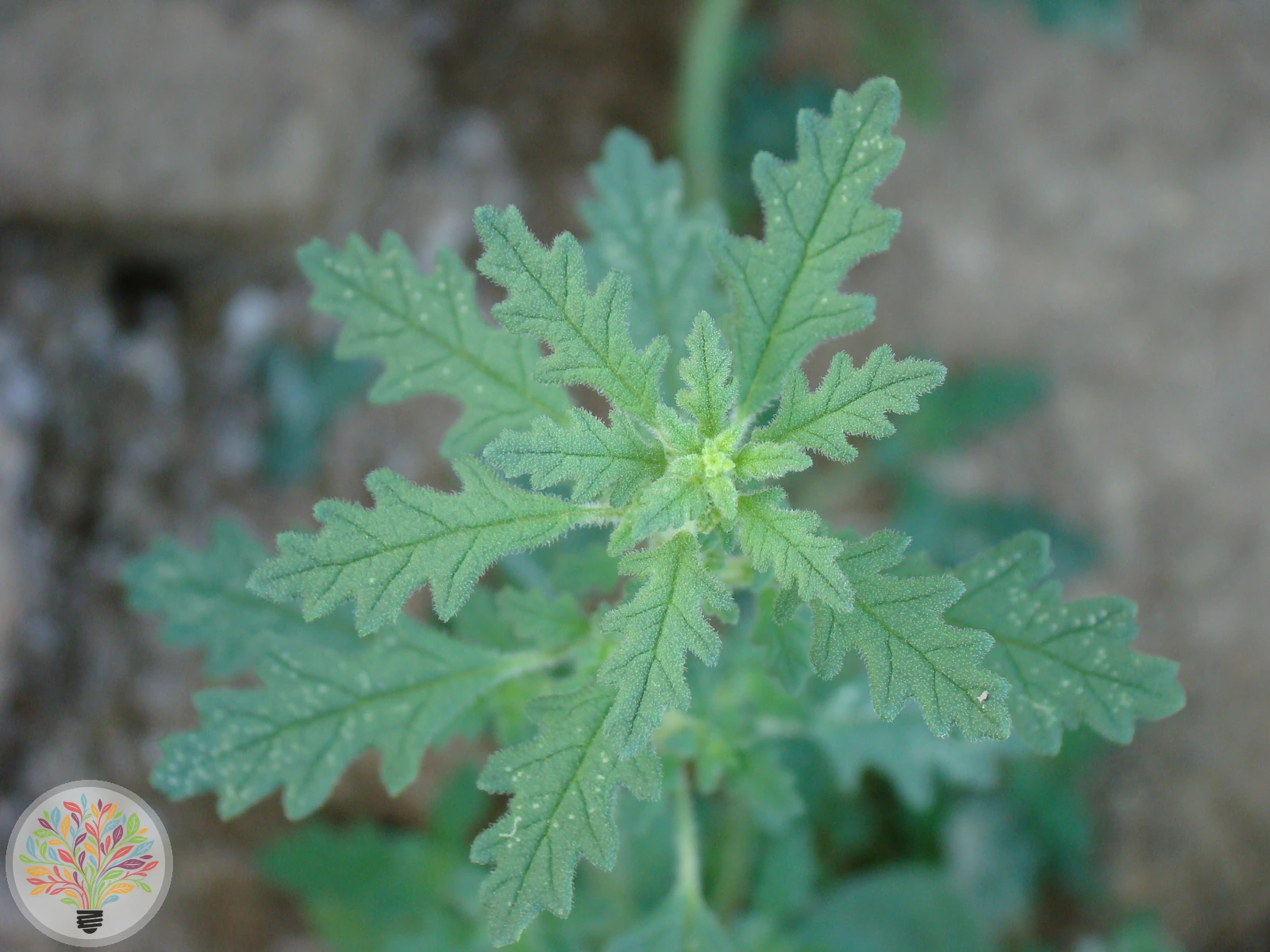 Dysphania pumilio – Afbeelding 1 van 2