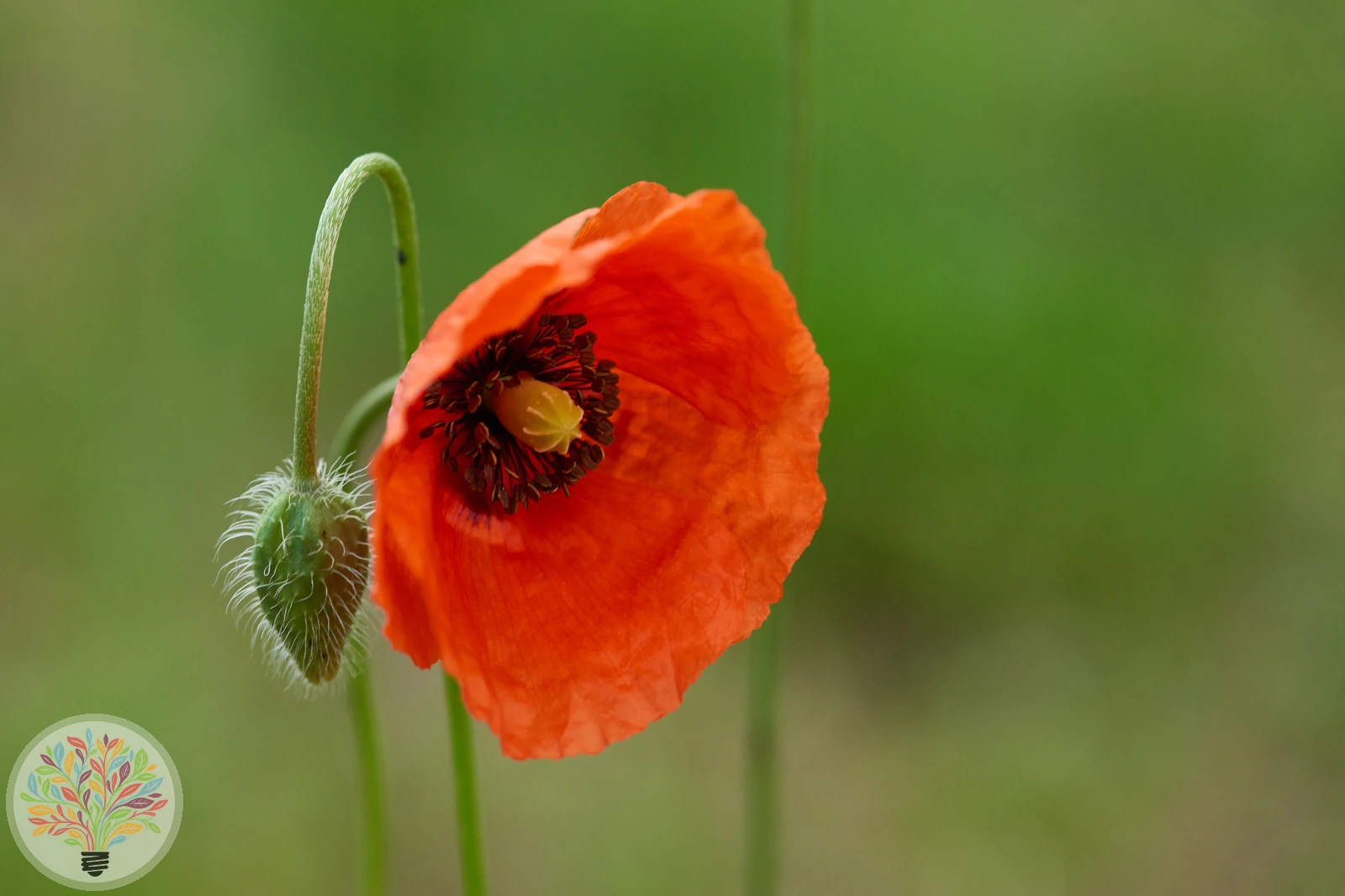 Klatsch-Mohn – Bild 2 von 4
