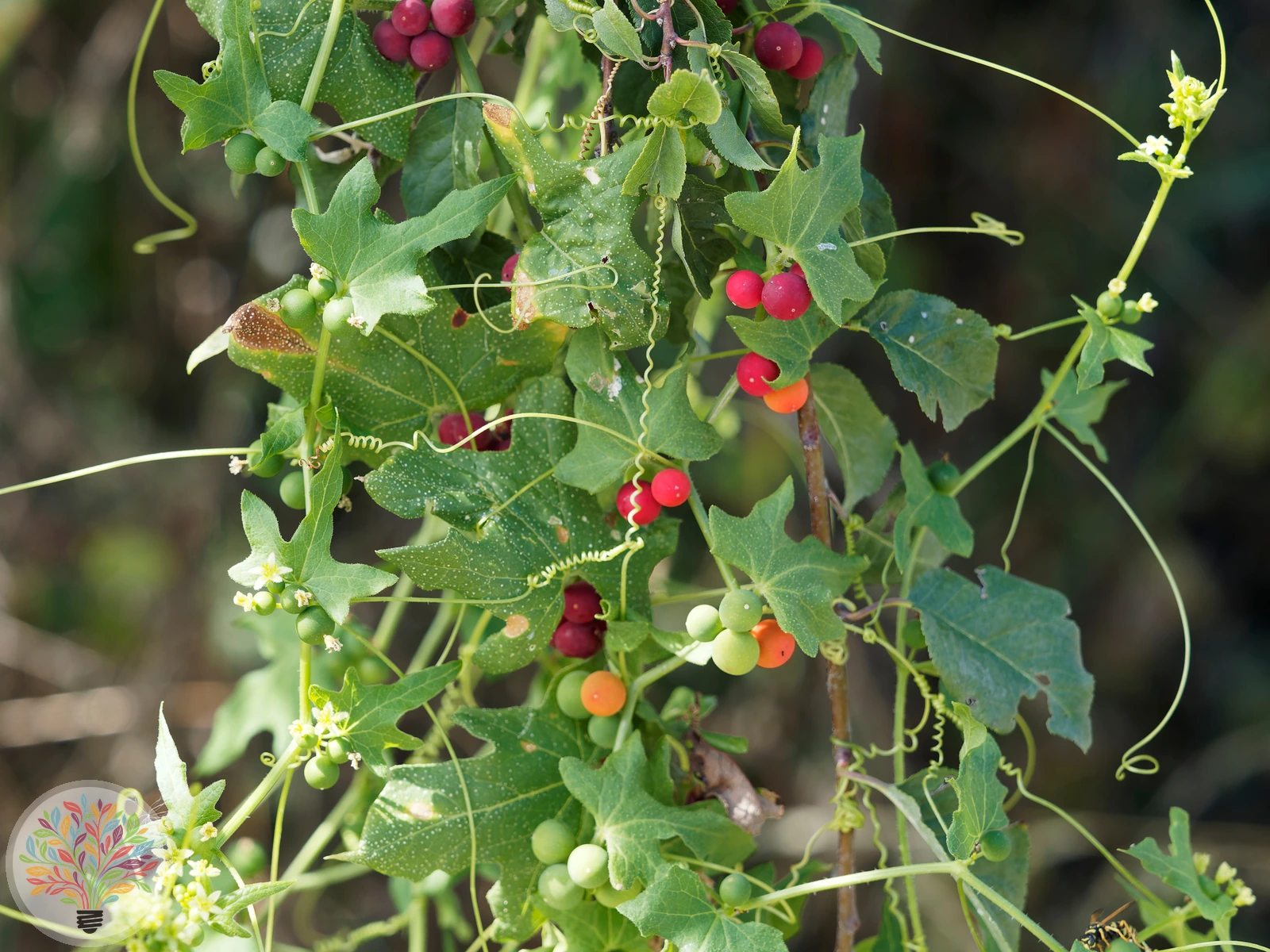Rotbeerige Zaunrübe – Bild 2 von 2