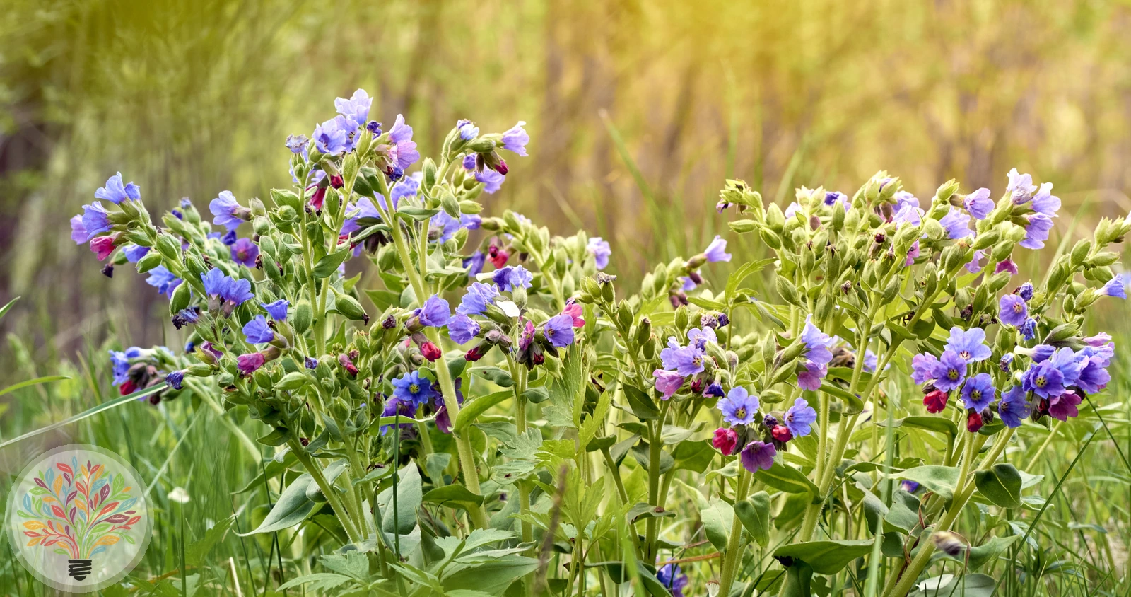 Geflecktes Lungenkraut – Bild 2 von 3