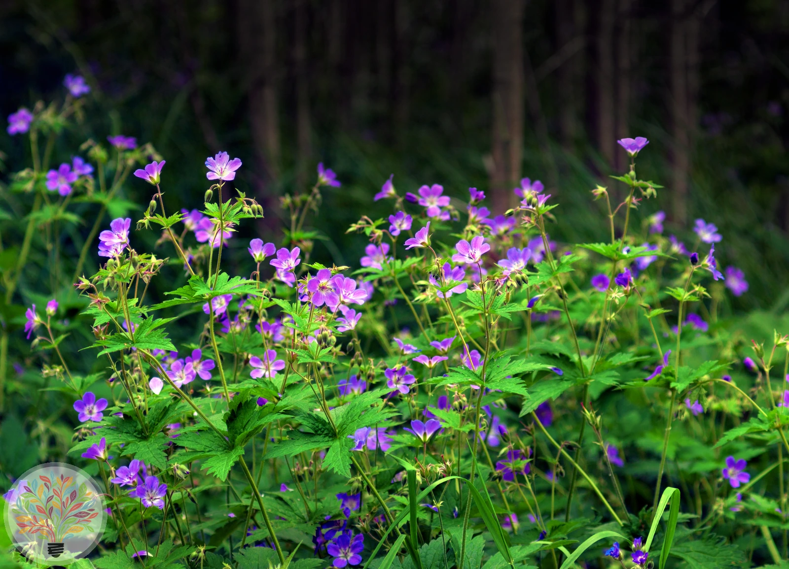 Wald-Storchschnabel – Bild 2 von 2