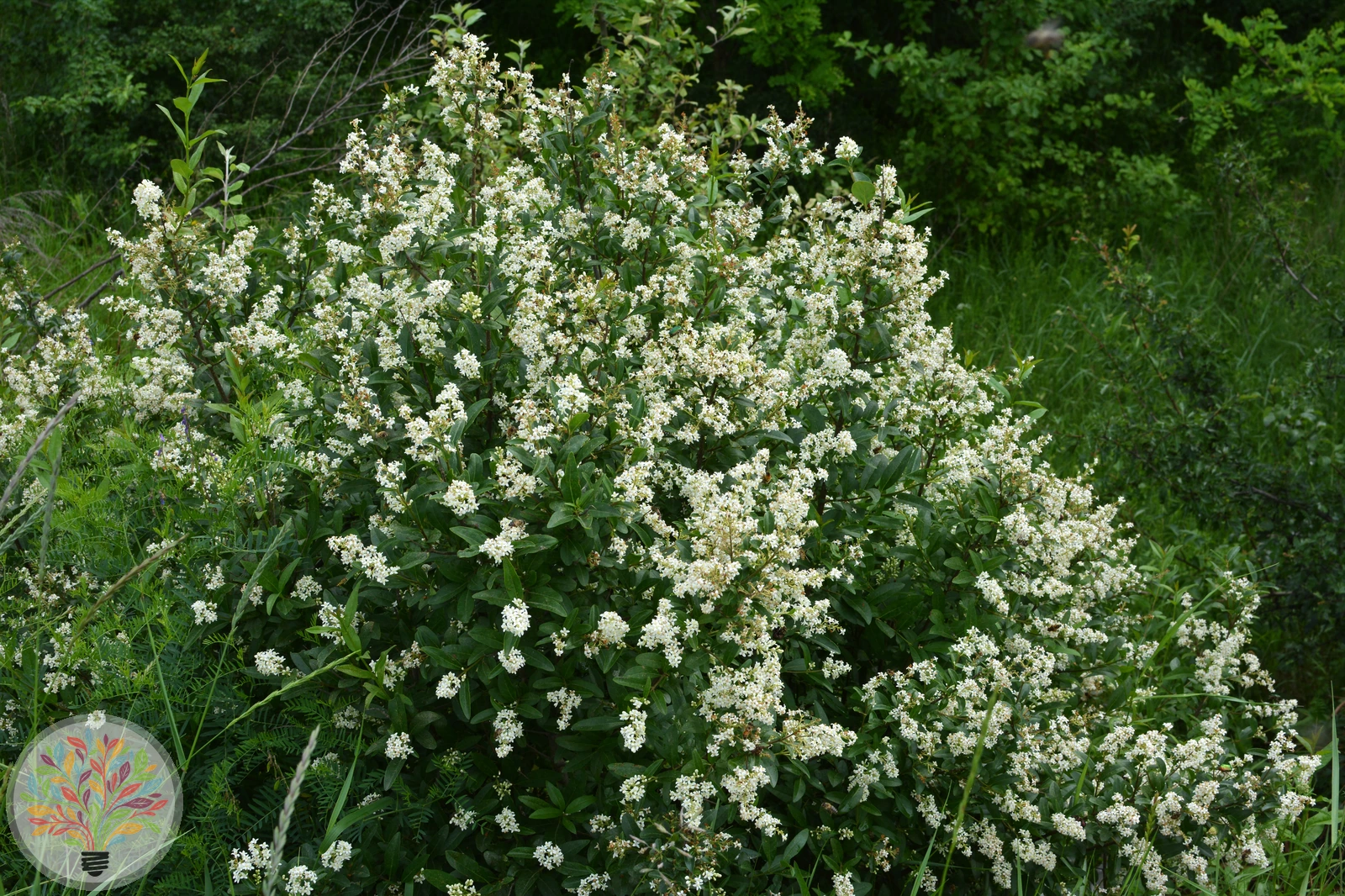 Gewöhnlicher Liguster – Bild 3 von 3