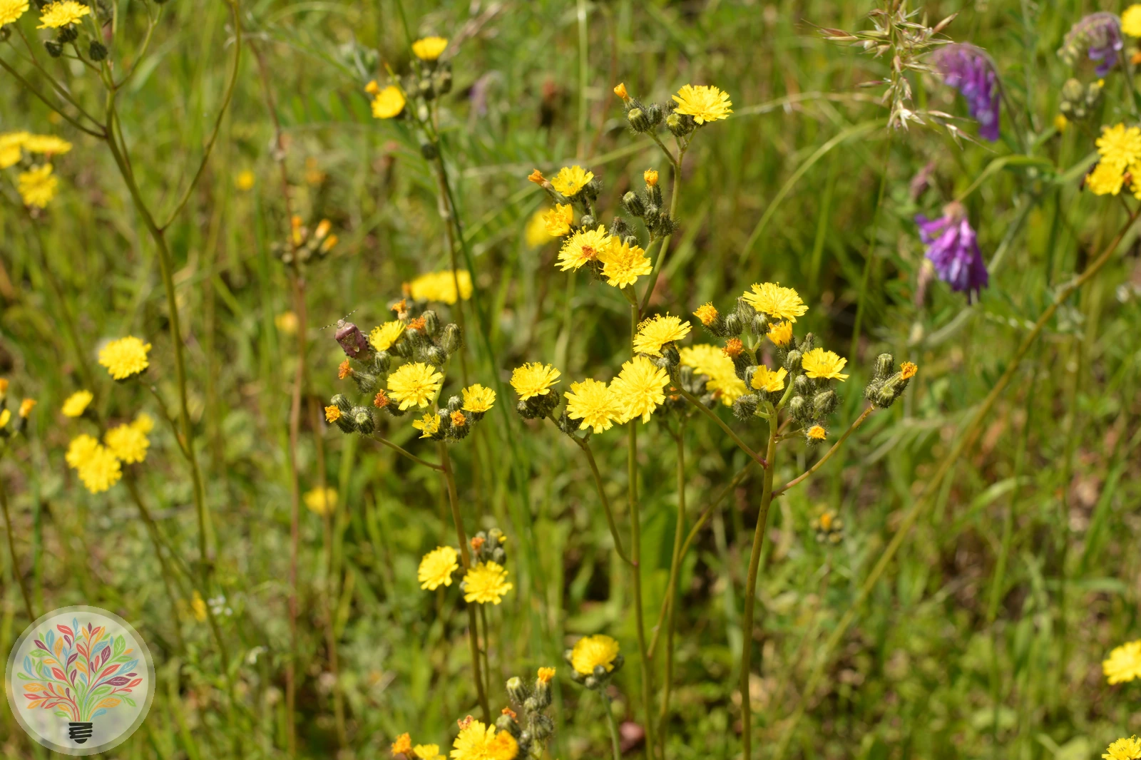 Kleines Habichtskraut – Bild