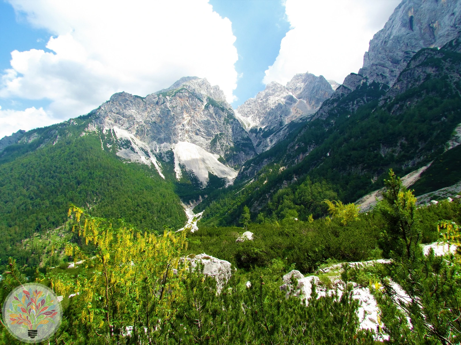Laburnum alpinum – Afbeelding 3 van 4